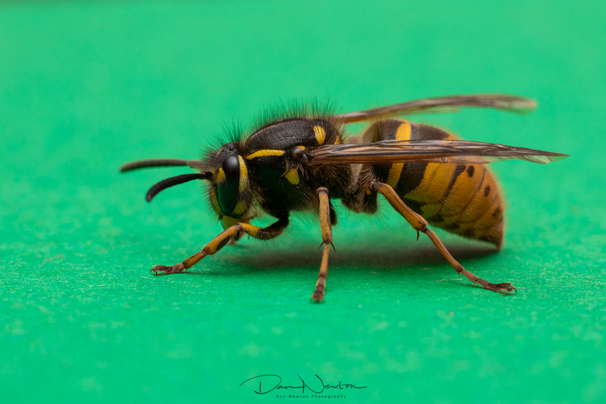 Vespula vulgaris Queen0025PP.jpg