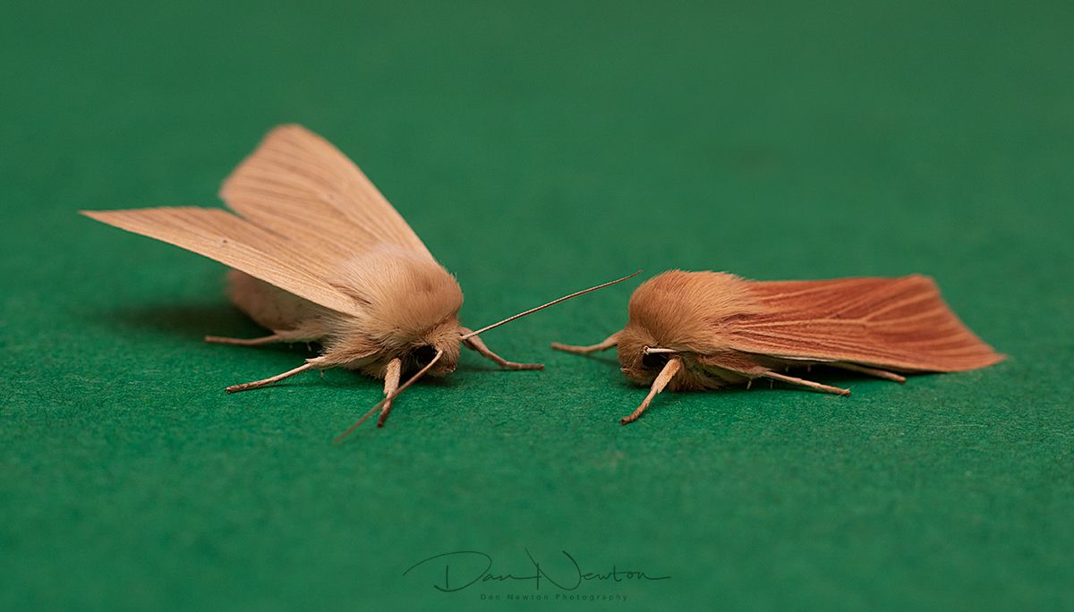 Common Wainscot-0011PP.jpg