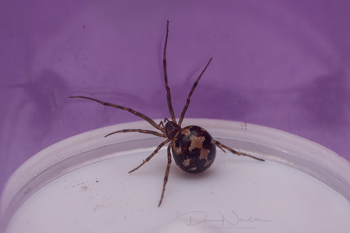 Steatoda triangularis0120PP.jpg