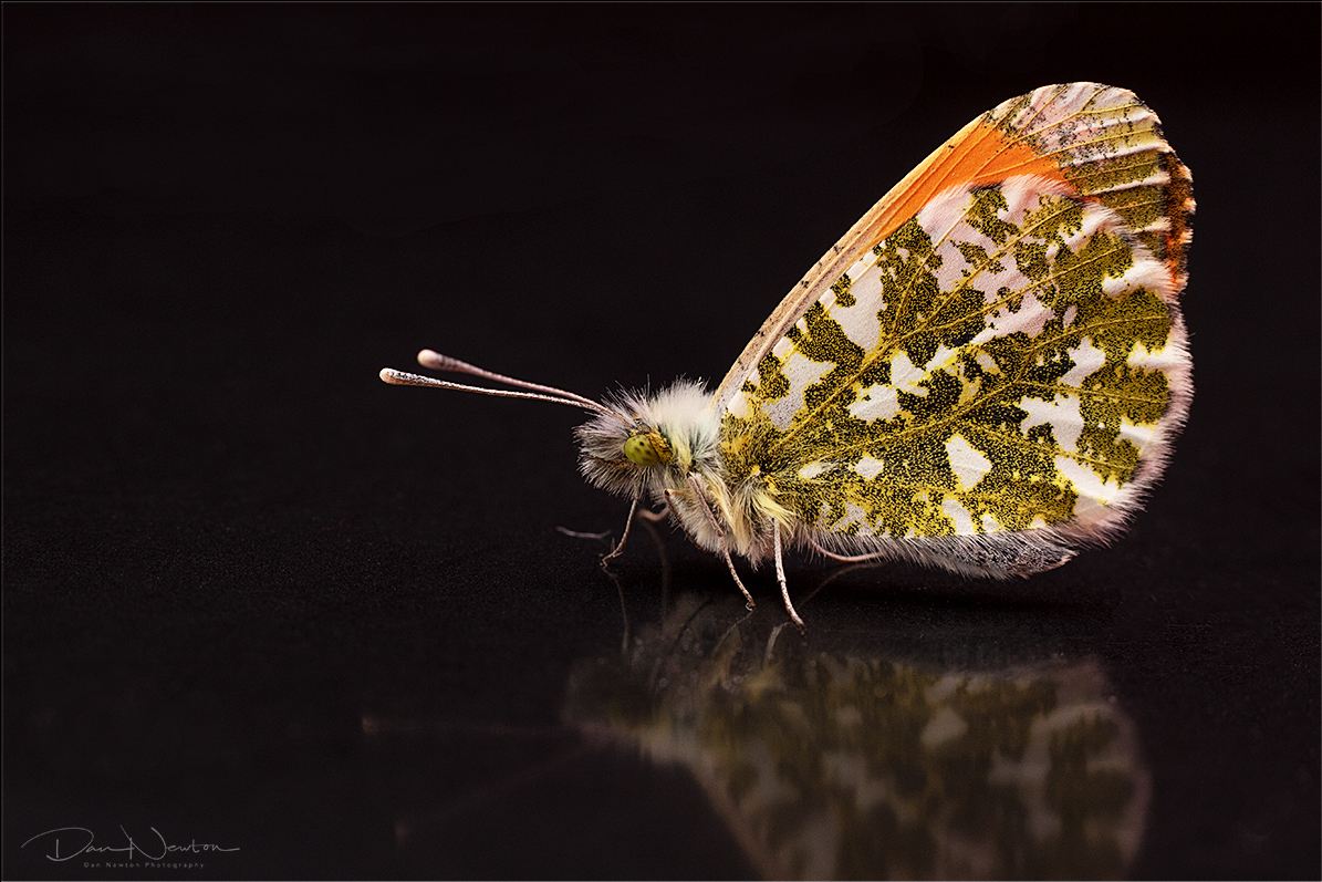 Orangetip0002PP.jpg