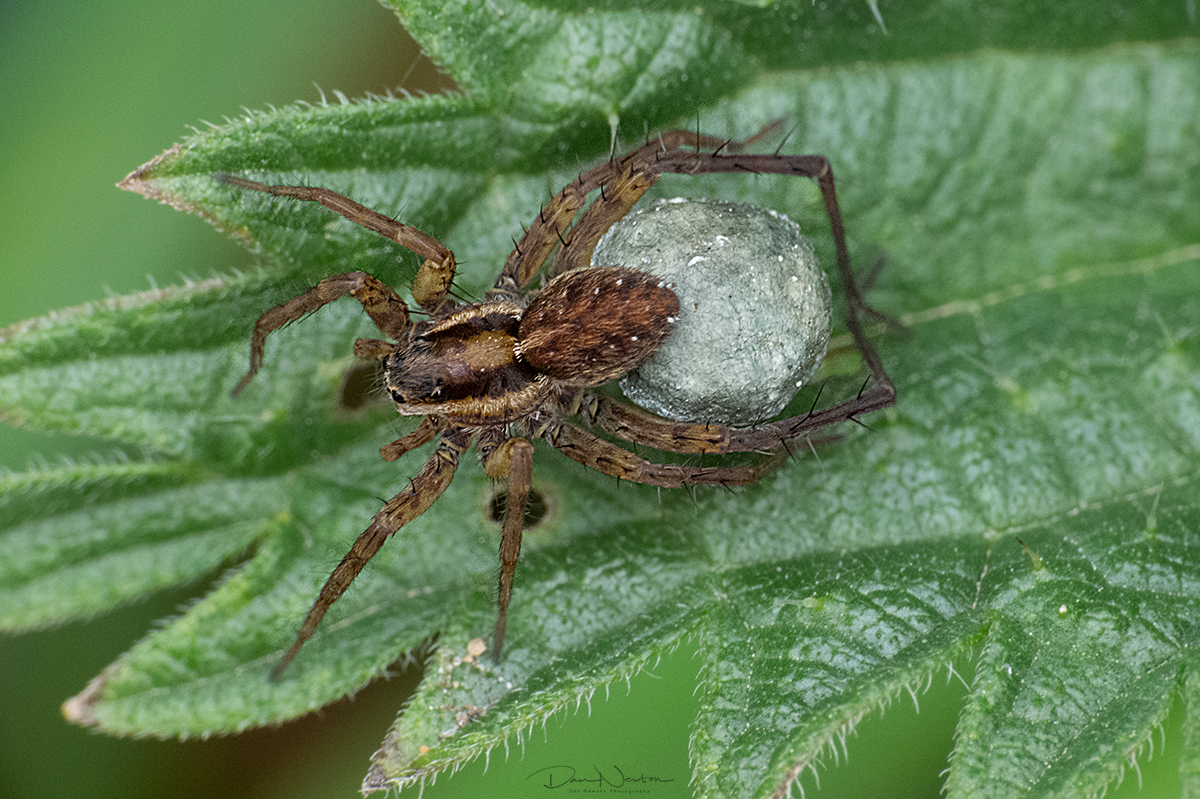 Wolf Spider sp0077PP.jpg