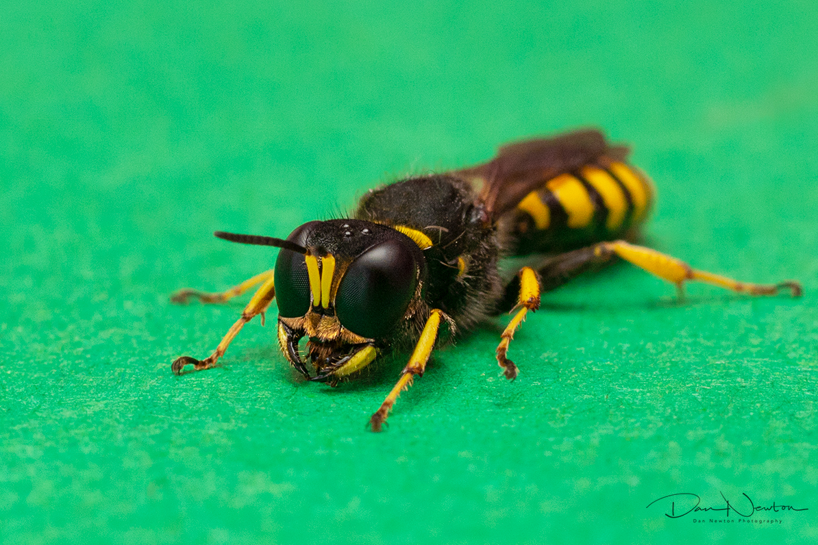 Digger Wasp Ectemnius sp0004PP.jpg