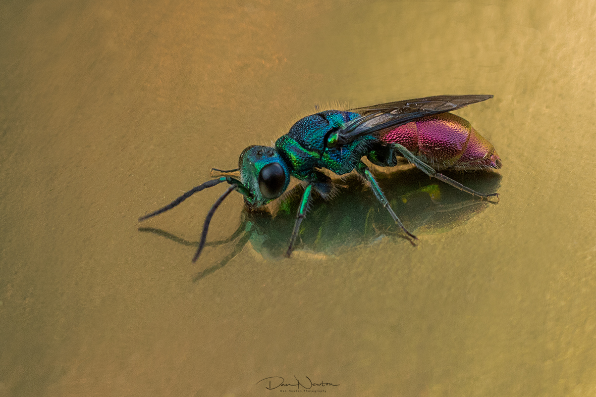 Rubytailed Wasp0053PP.jpg