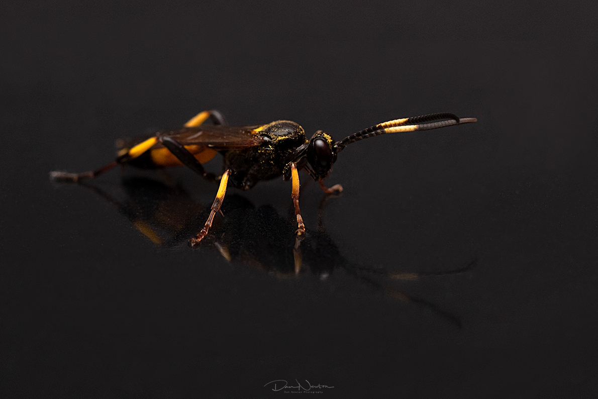 Ichneumon stramentor0068PP.jpg