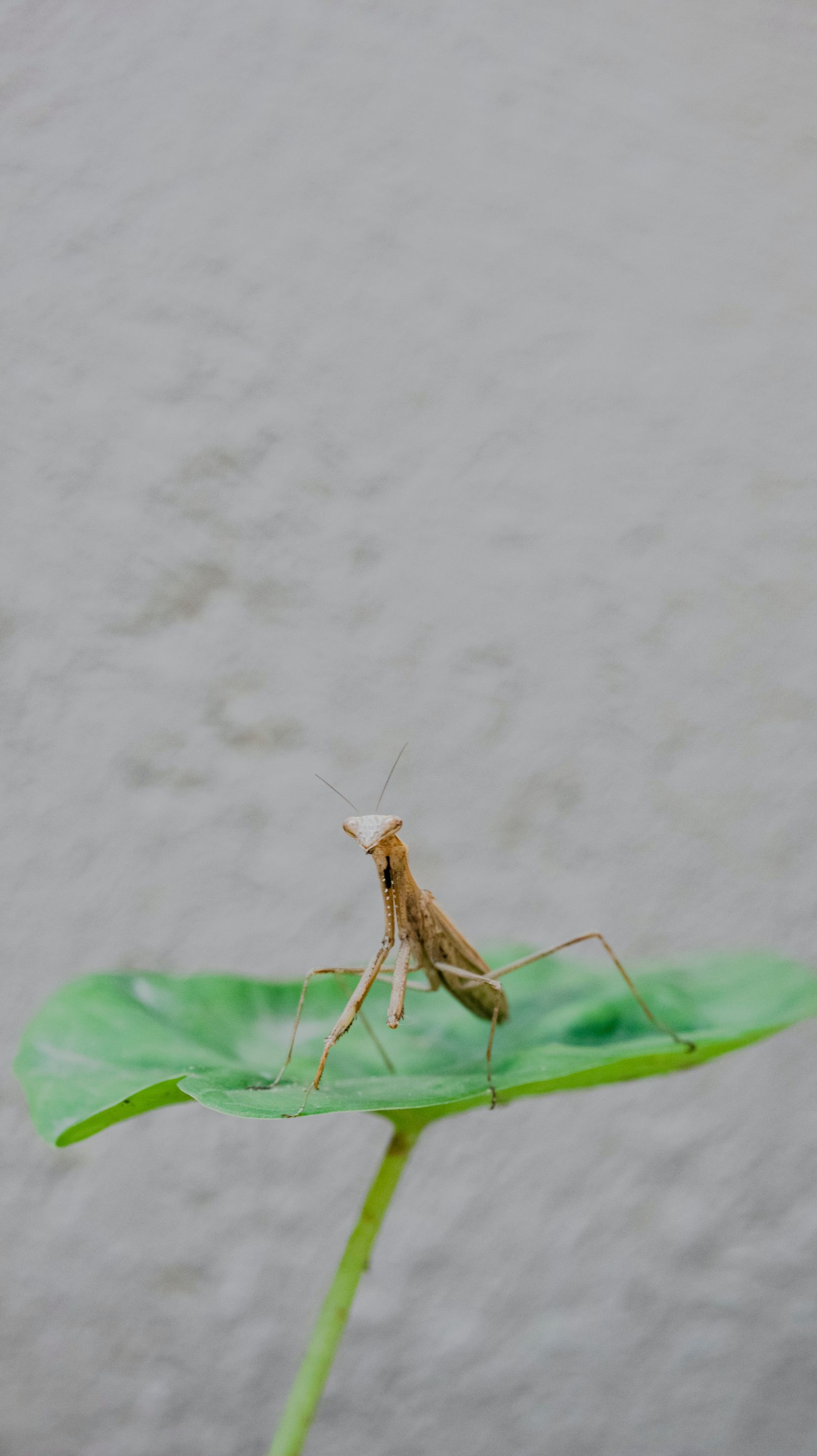 pexels-nothing-ahead-4900968.jpg