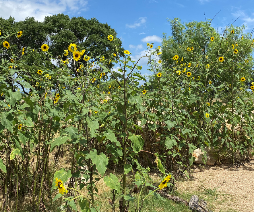 Fresh sunflowers.PNG
