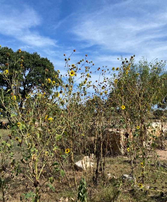 withering sunflowers.PNG