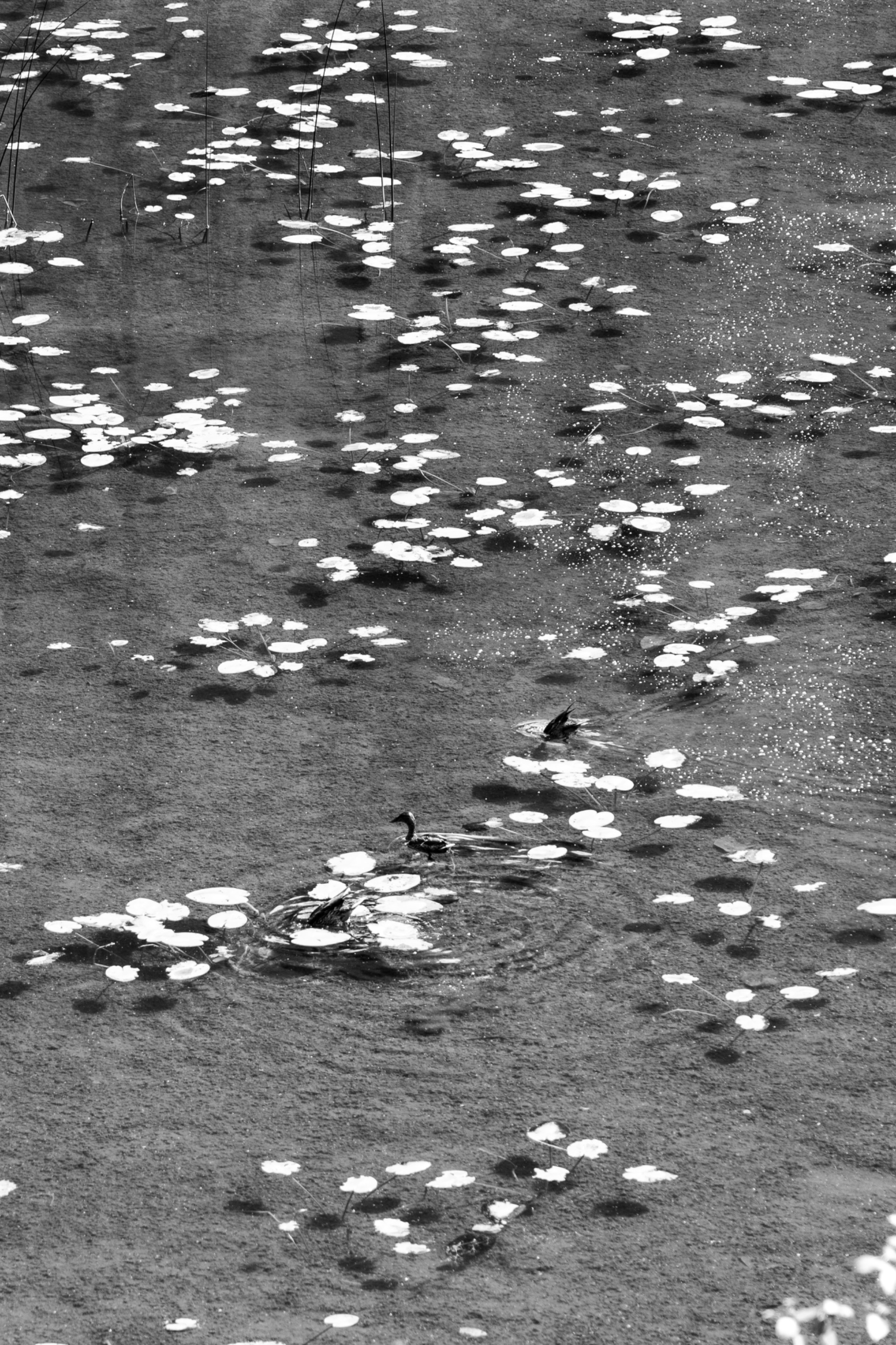 DSC08369.jpeg