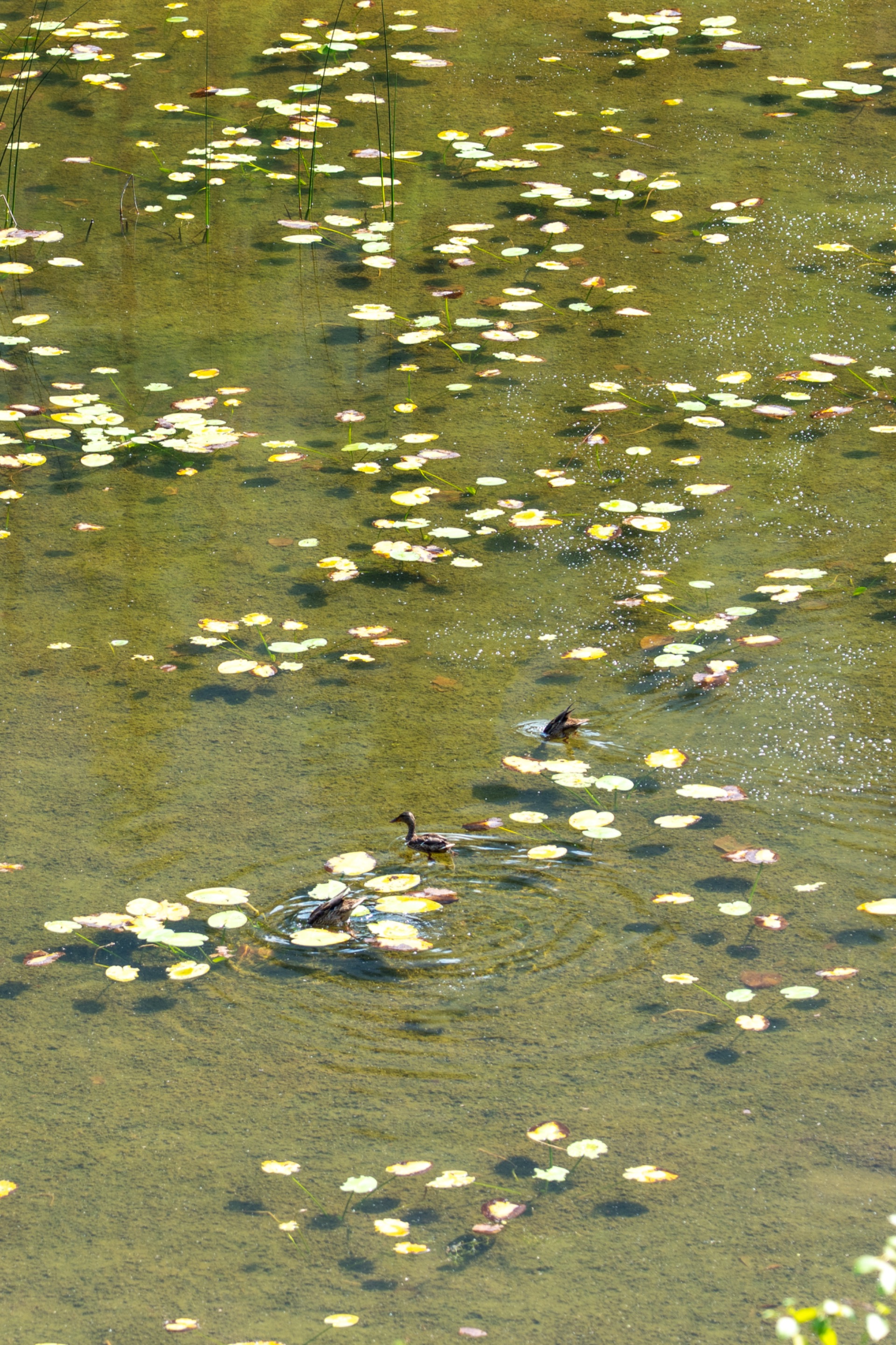 DSC08369.jpeg