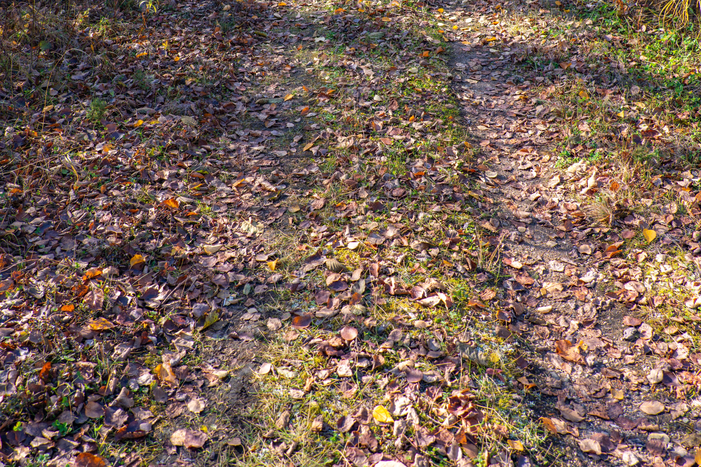 DSC08782.jpeg