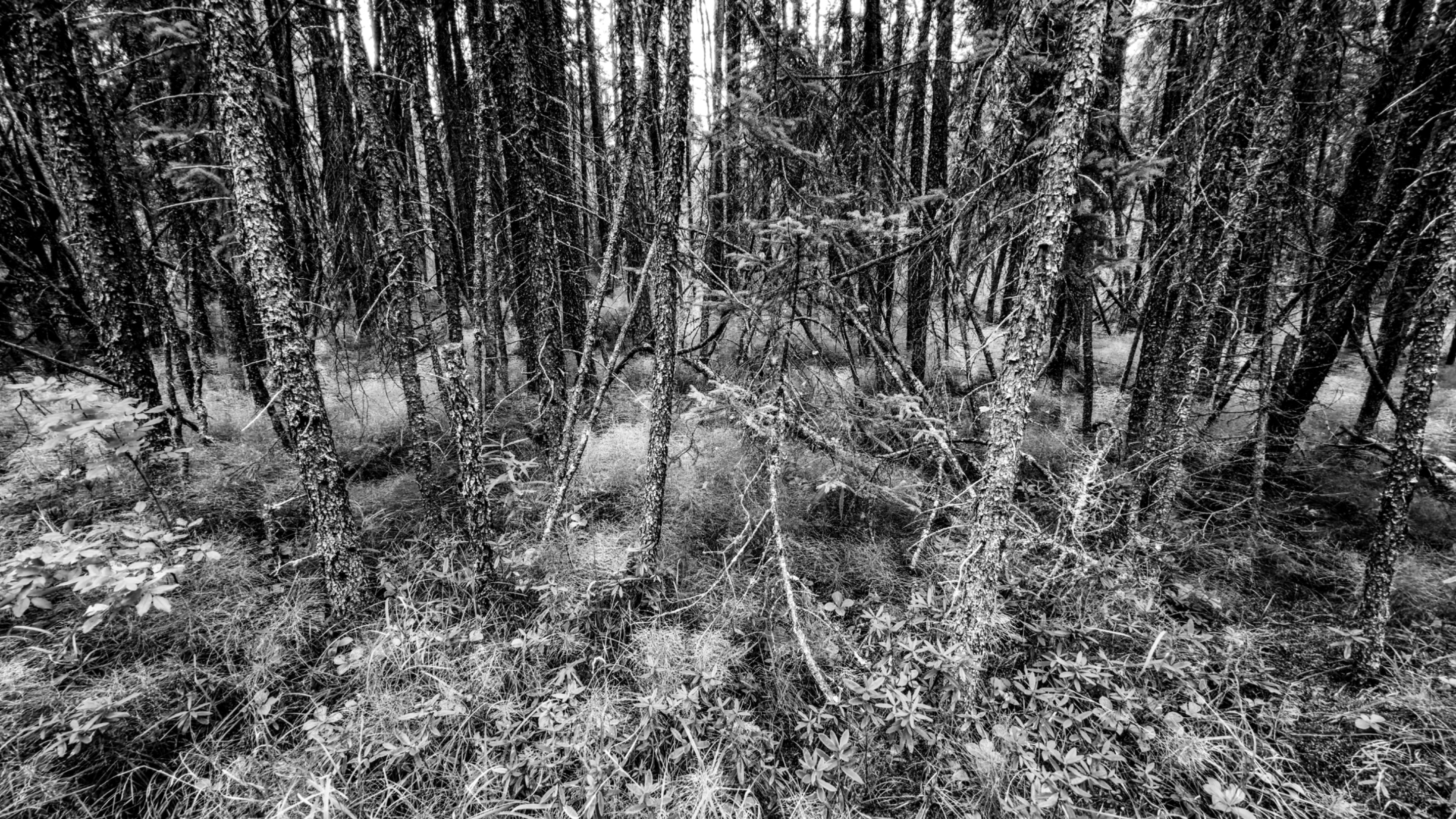 IMG_0780.jpeg