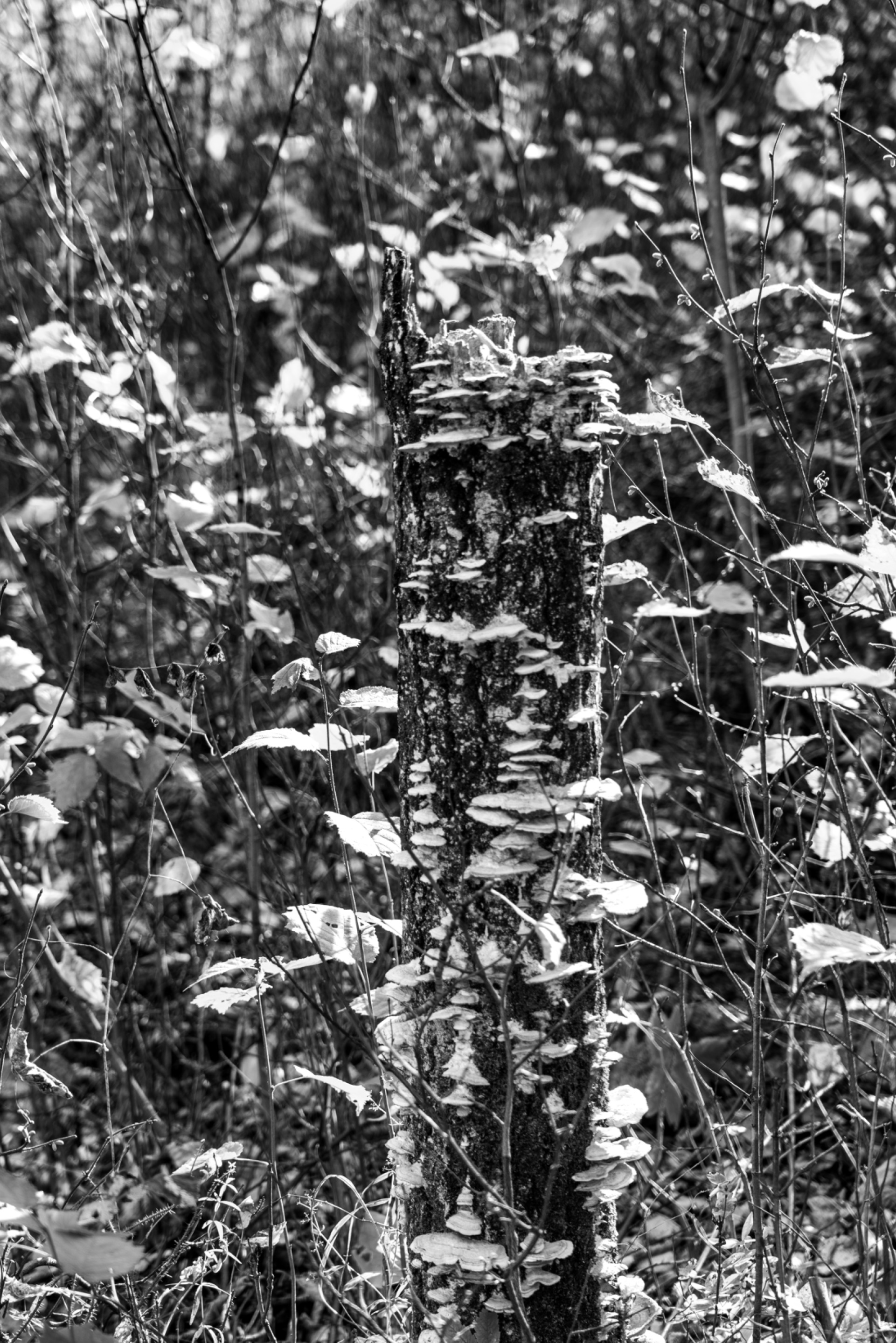 DSC08765.jpeg