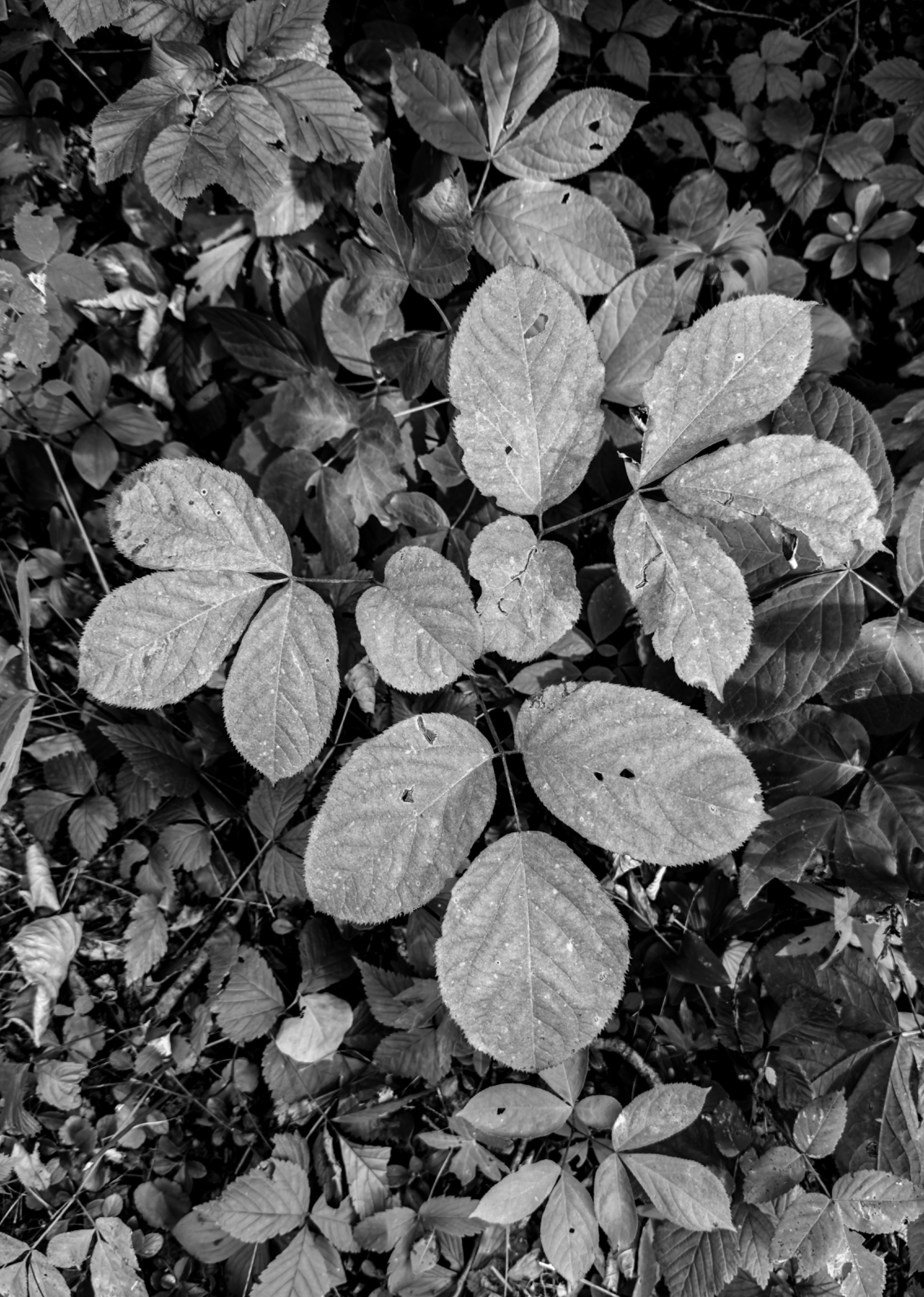 IMG_0774.jpeg