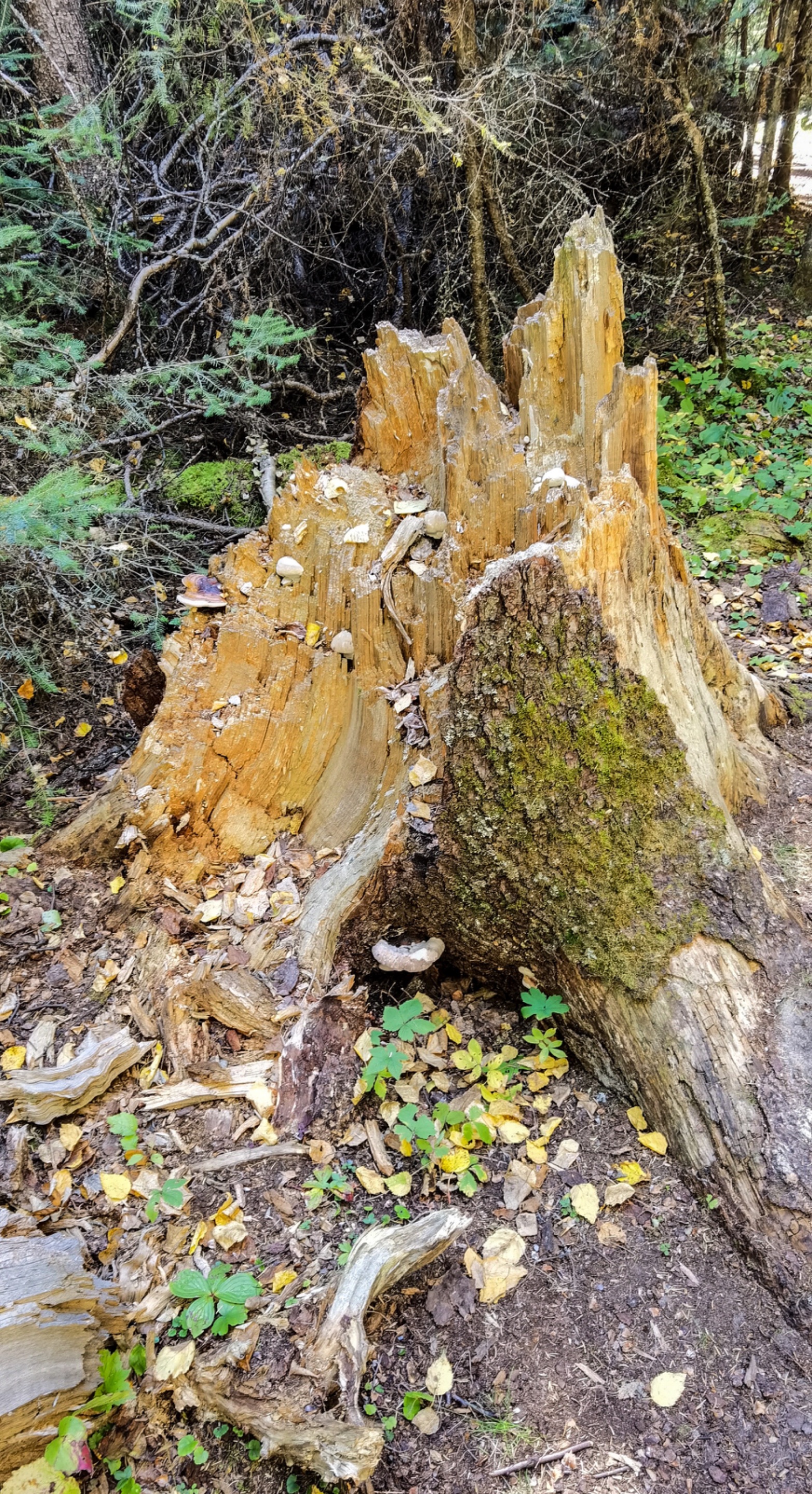 IMG_20240928_130909_Original.jpeg