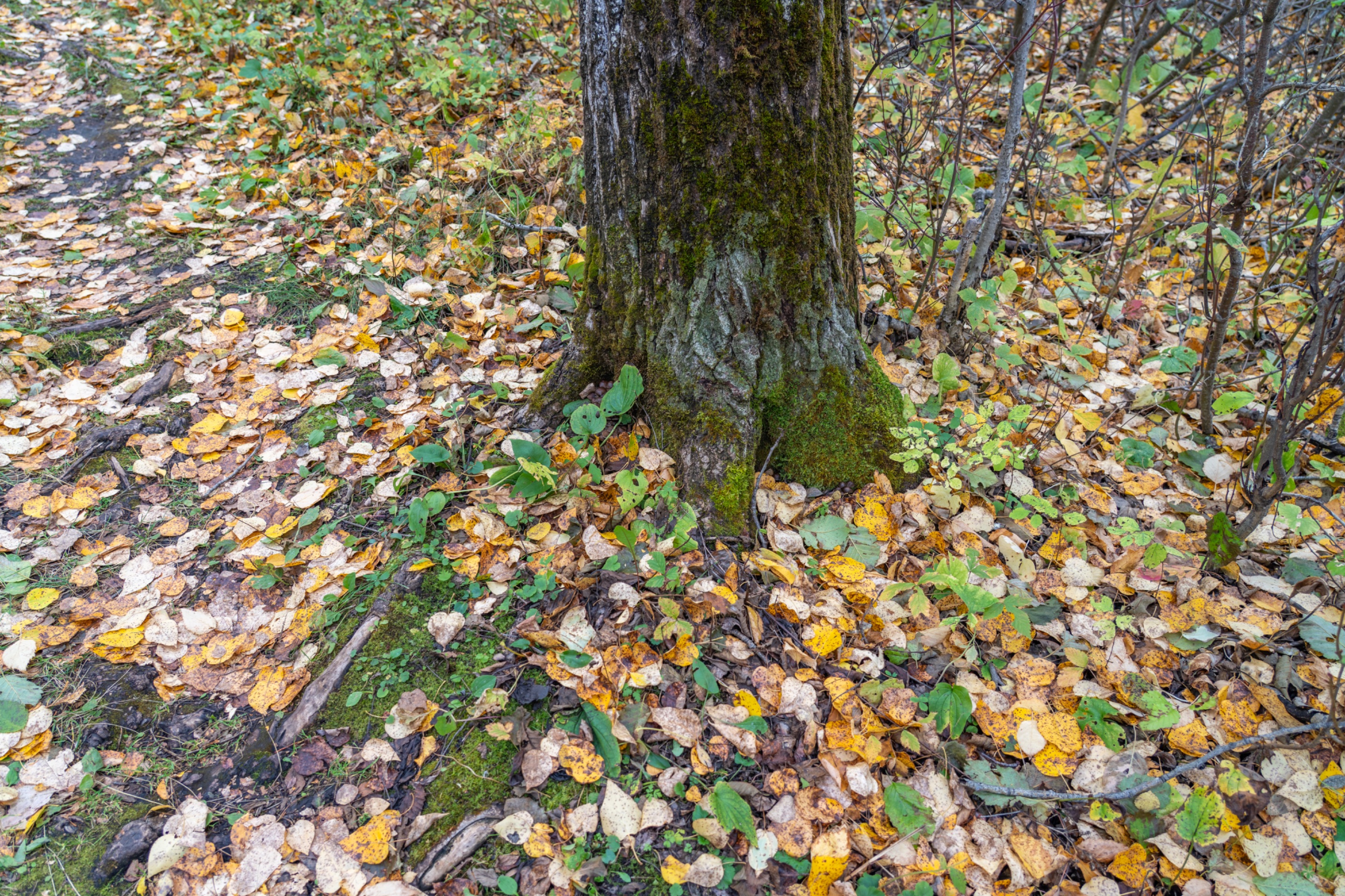 DSC08733.jpeg