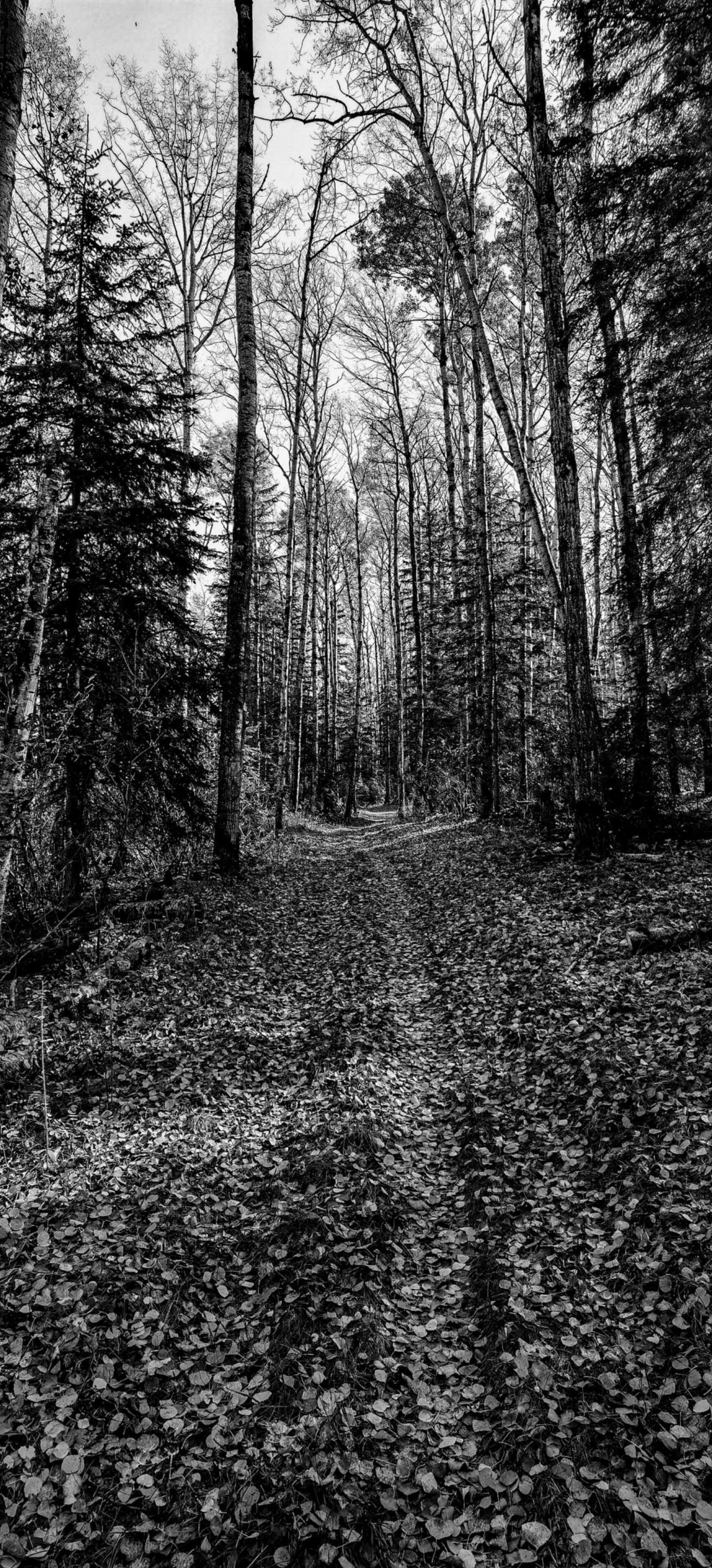 IMG_20241013_132050_Original.jpeg