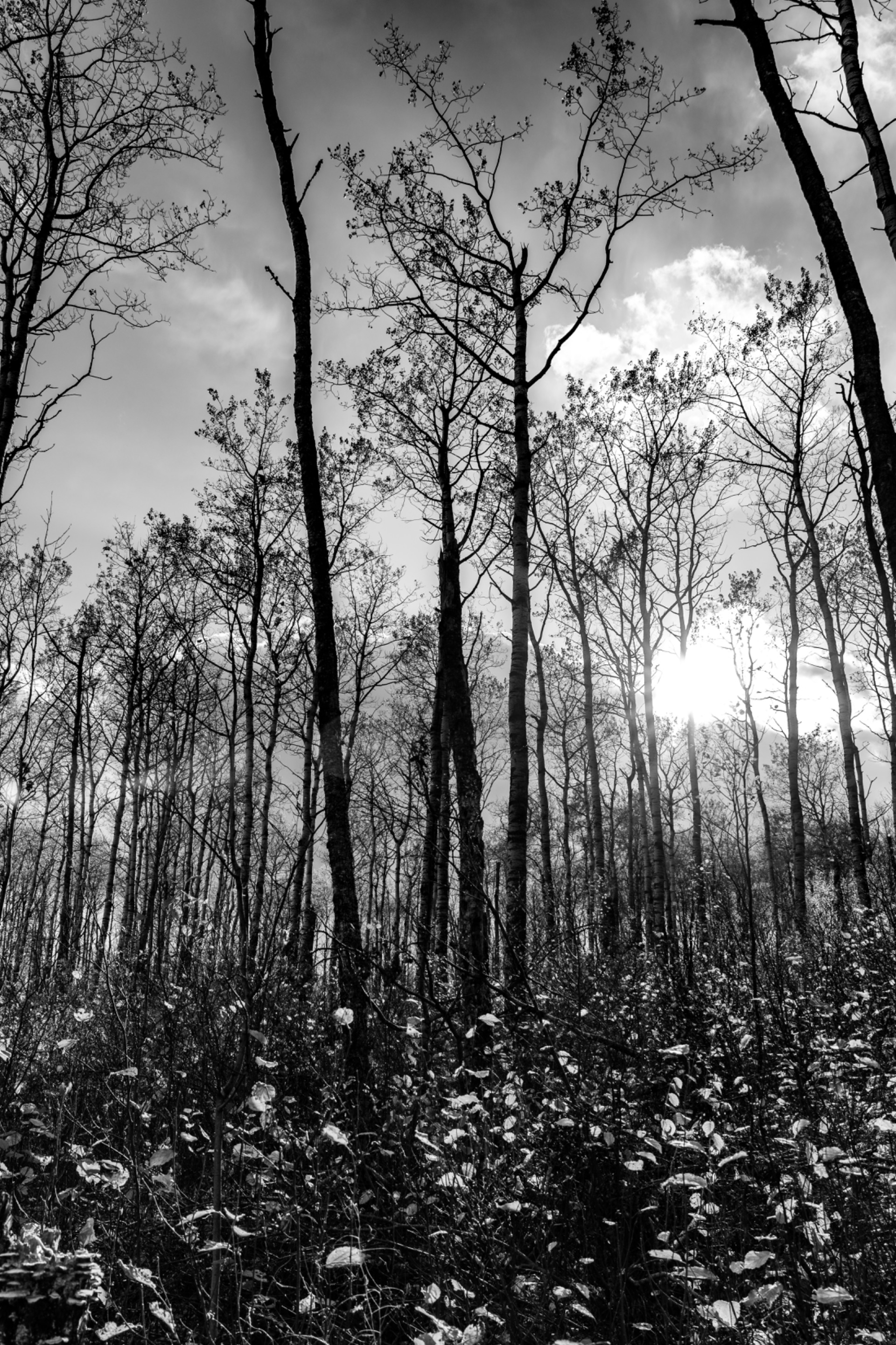 DSC08764.jpeg