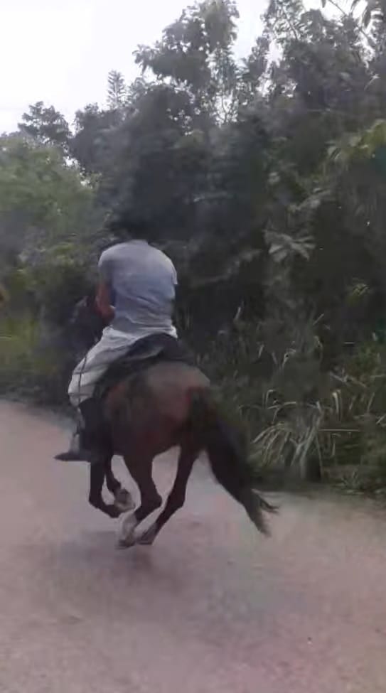 galopeando.jpg