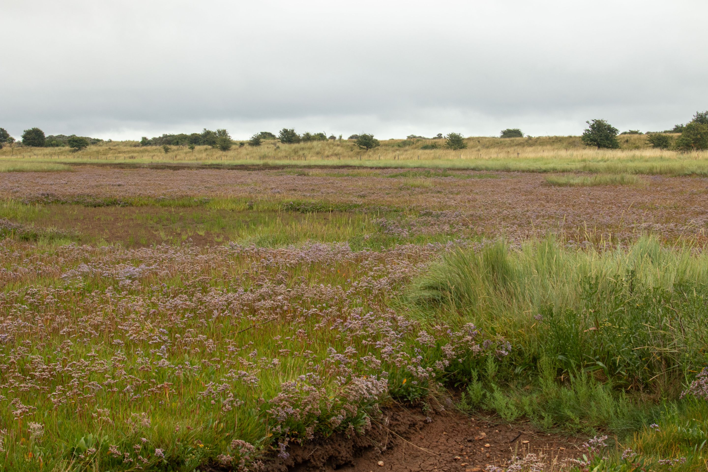 22nd August 2021 _Common Sea-lavender _Gibraltar Point _12.jpg