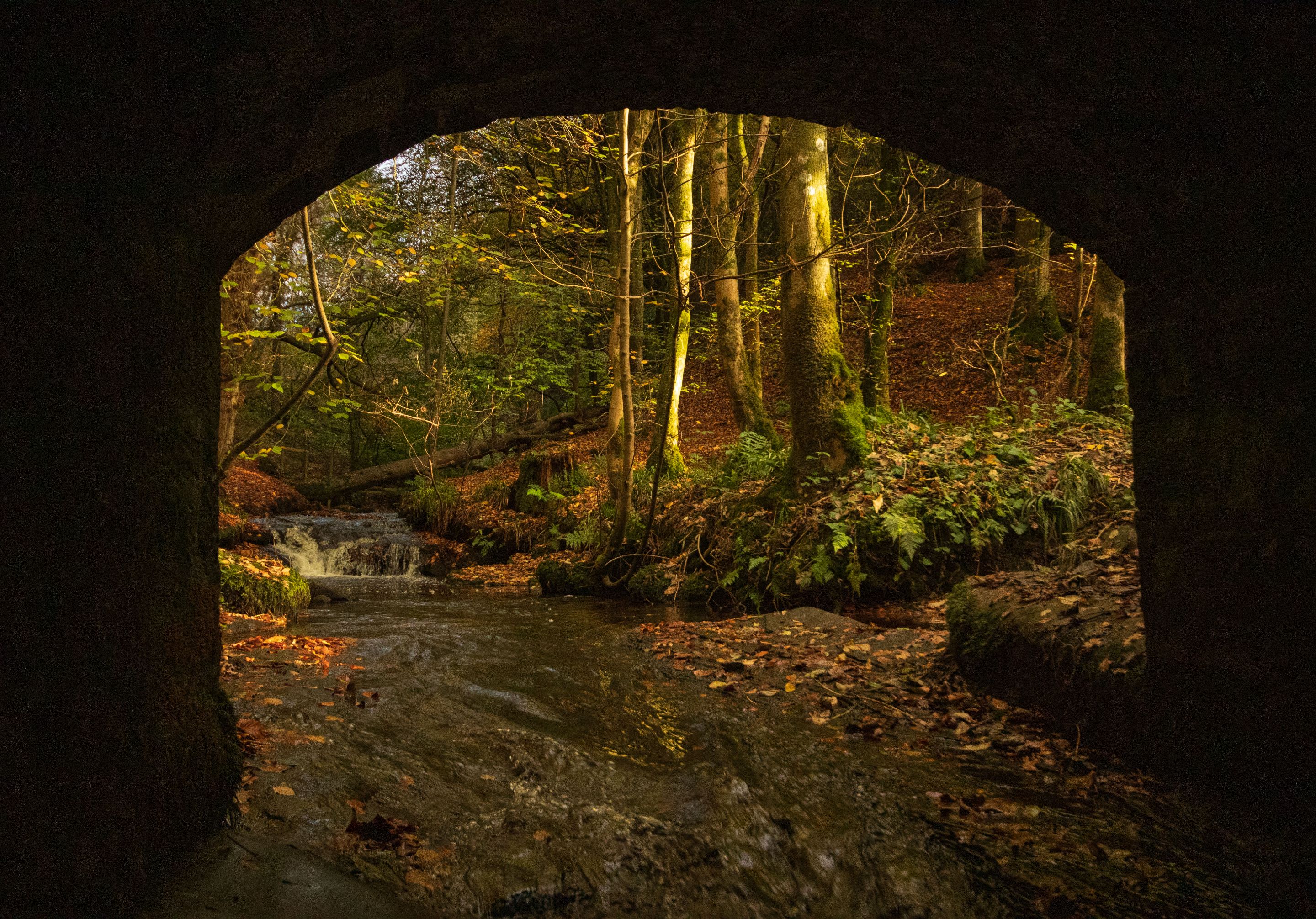 28th October 2022 _Ancient Woodland _Gelt Wood  _14.jpeg