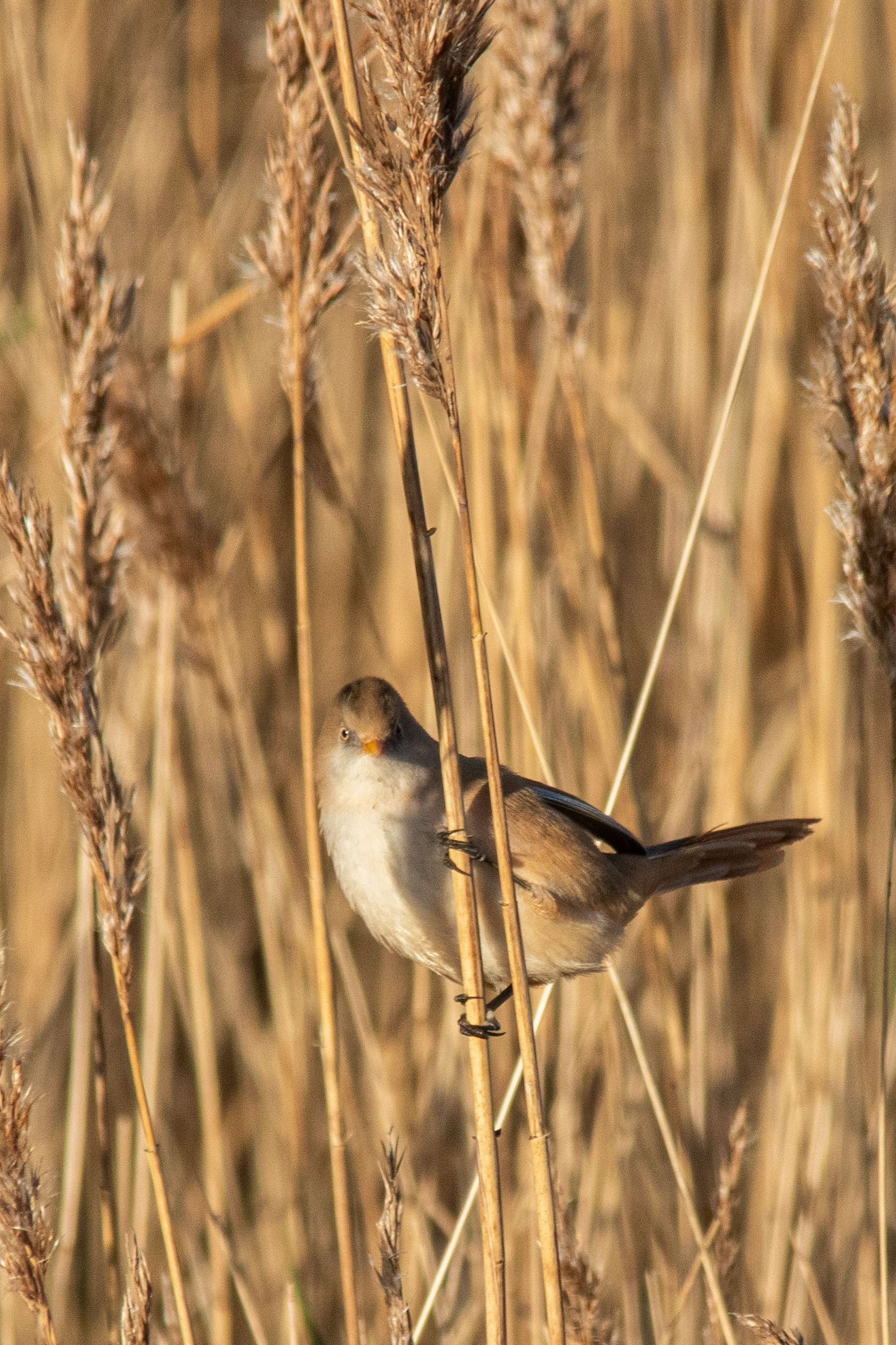 17th January 2024_ Bearded Tit _Far Ings _01.jpg