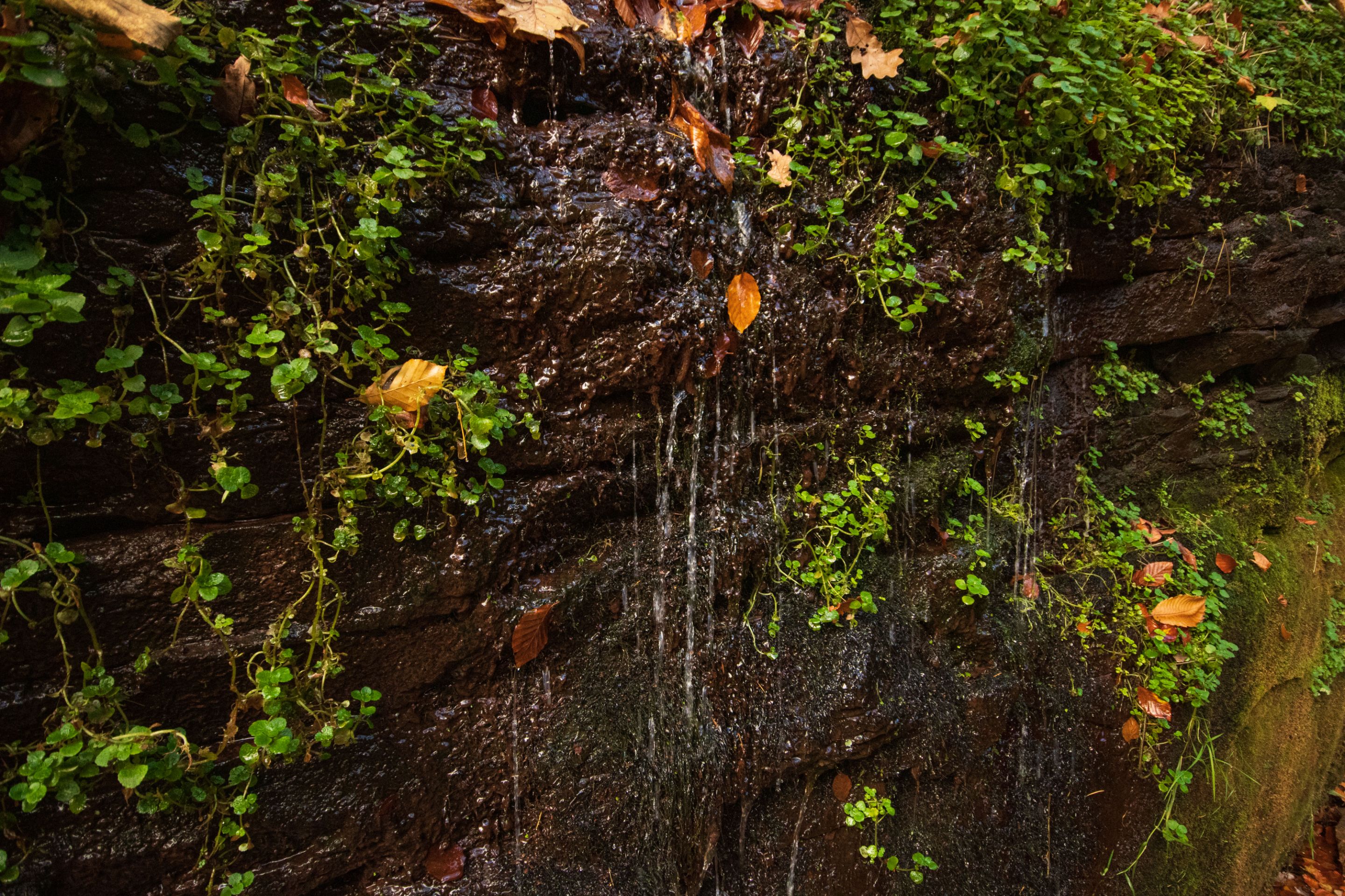 28th October 2022 _Cliff Side _Gelt Wood  _02.jpeg