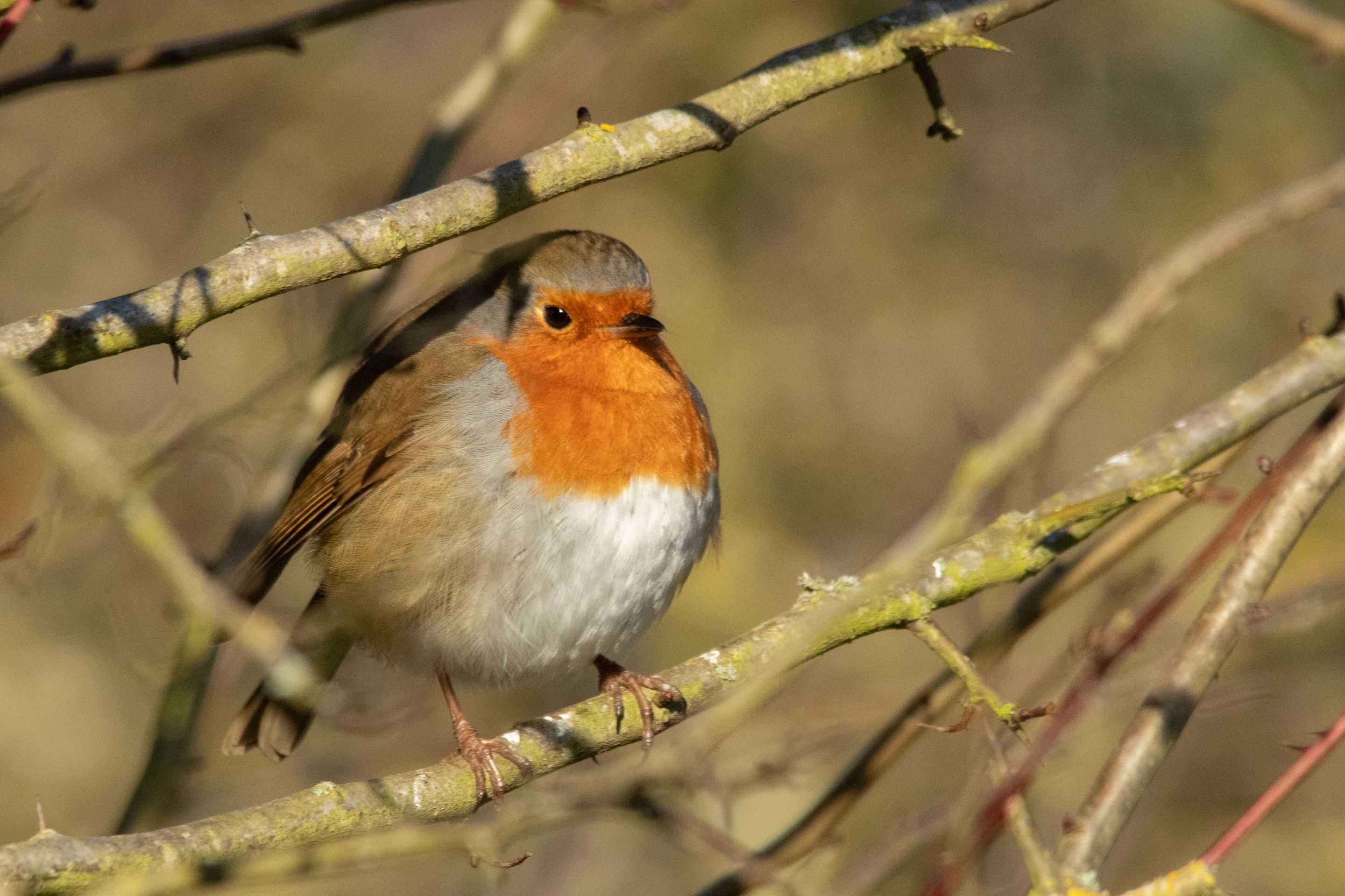 17th January 2024_ Robin _Far Ings _01.jpg