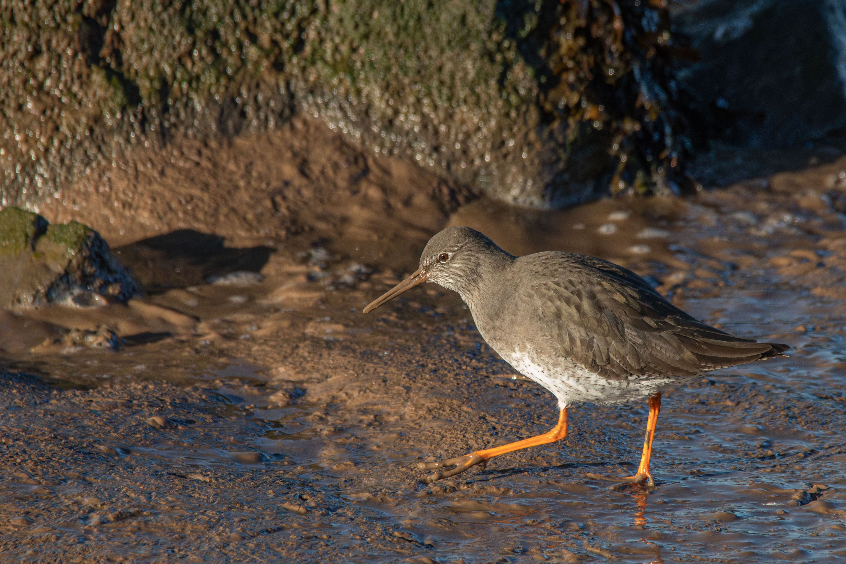 17th January 2024_ Redshank _Far Ings _02.jpg