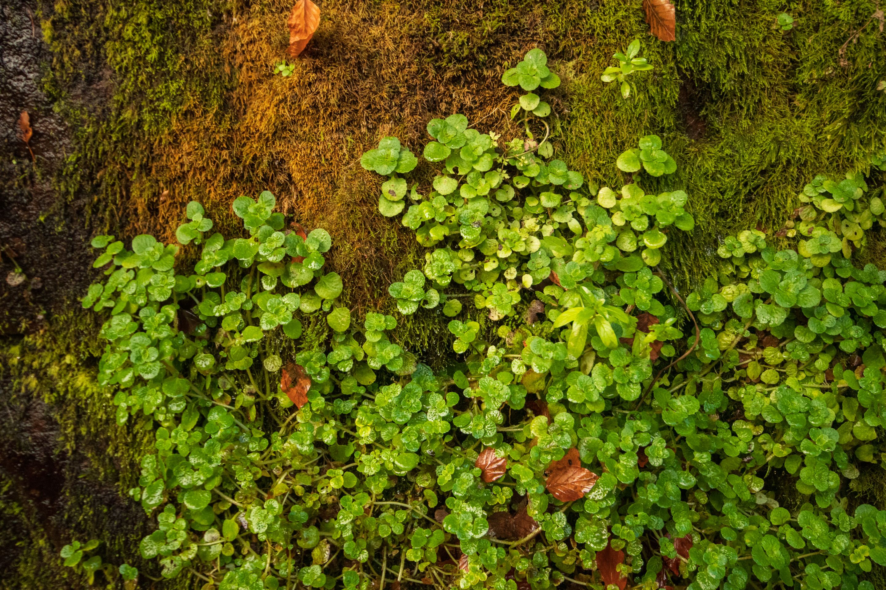 28th October 2022 _Golden Saxifrage _Gelt Wood  _01.jpeg