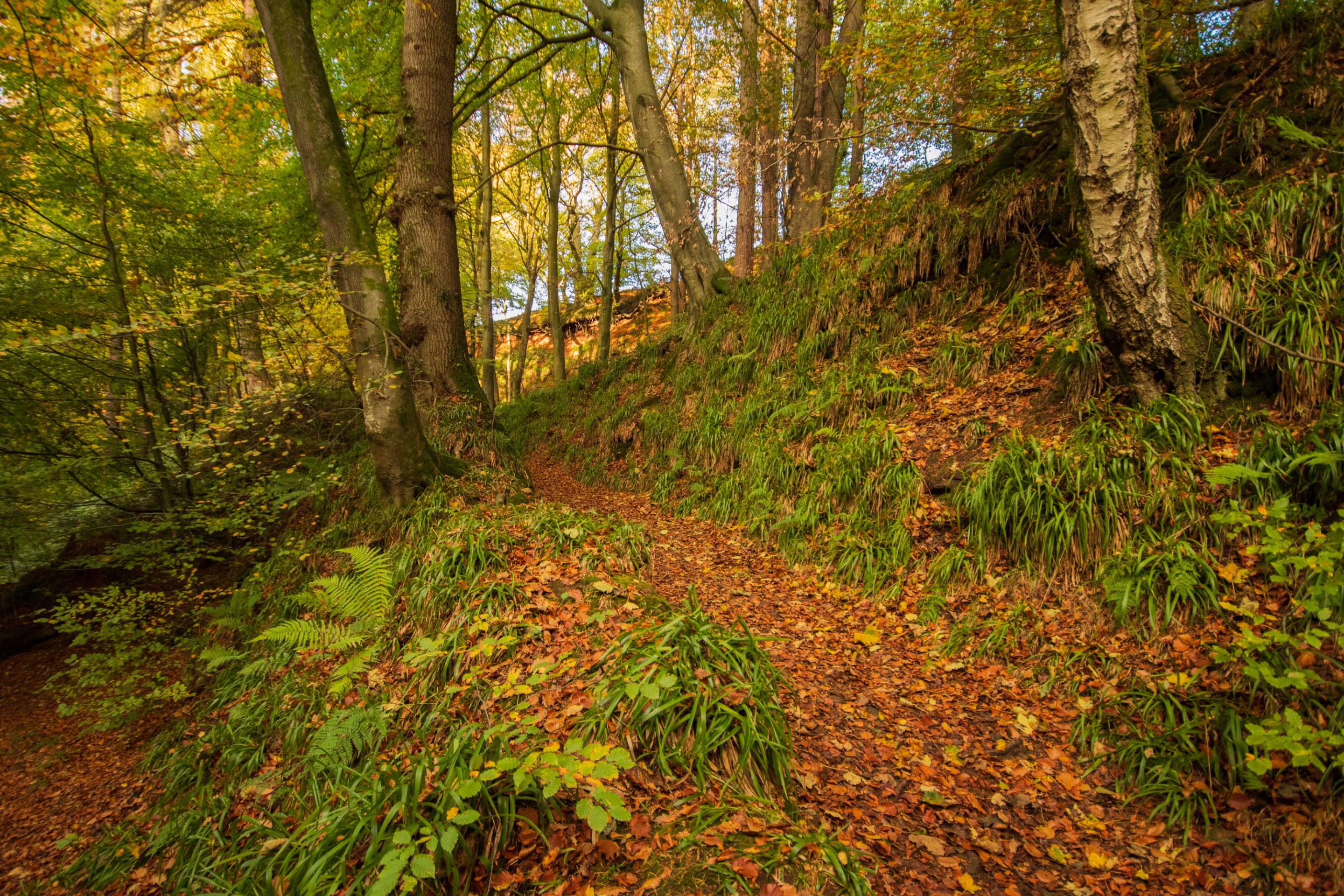 28th October 2022 _Ancient Woodland _Gelt Wood  _07.jpeg