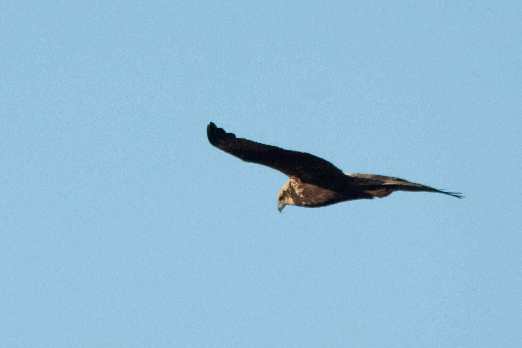 17th January 2024_ Marsh Harrier _Far Ings _01.jpg