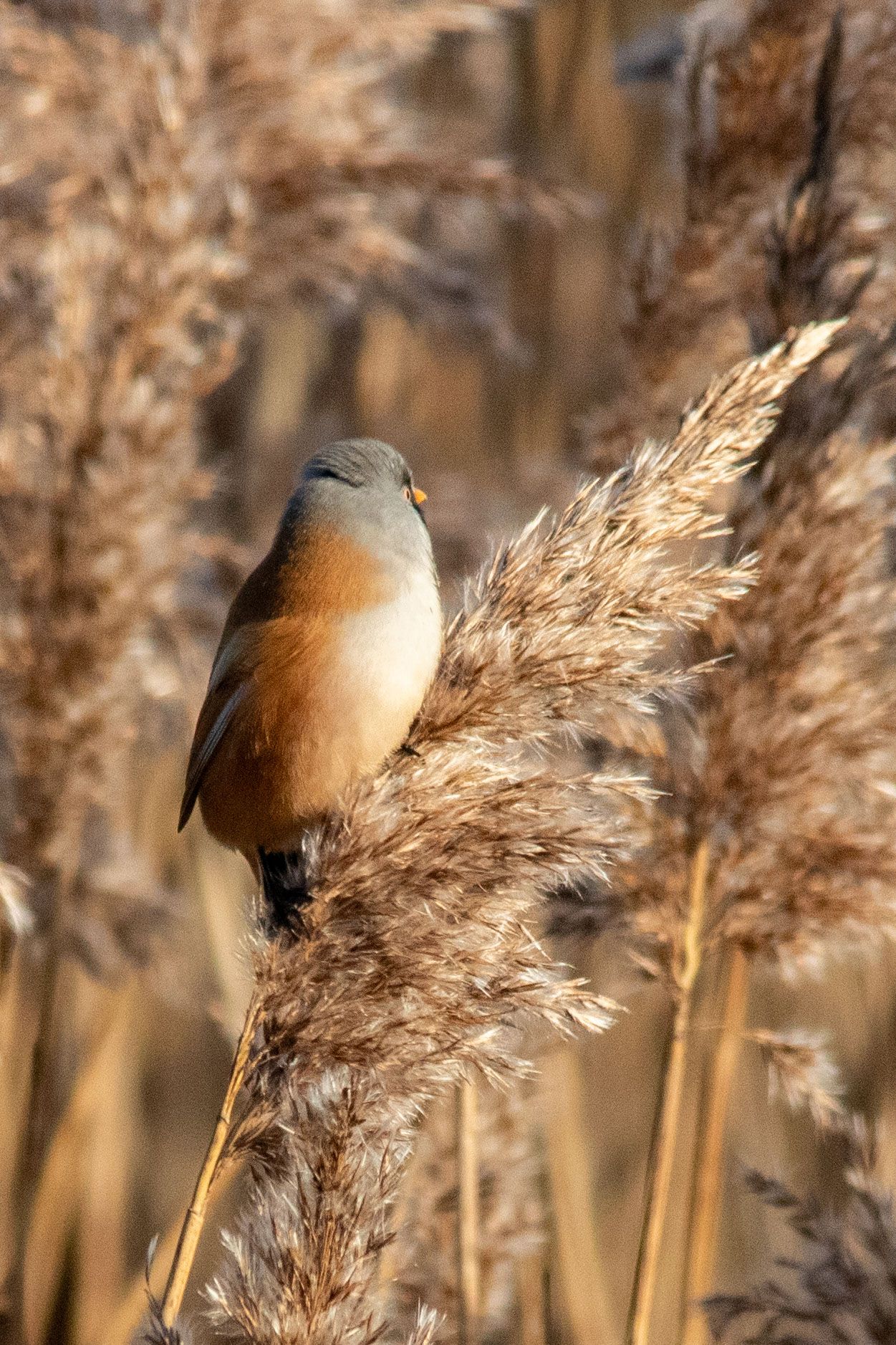 17th January 2024_ Bearded Tit _Far Ings _02.jpg