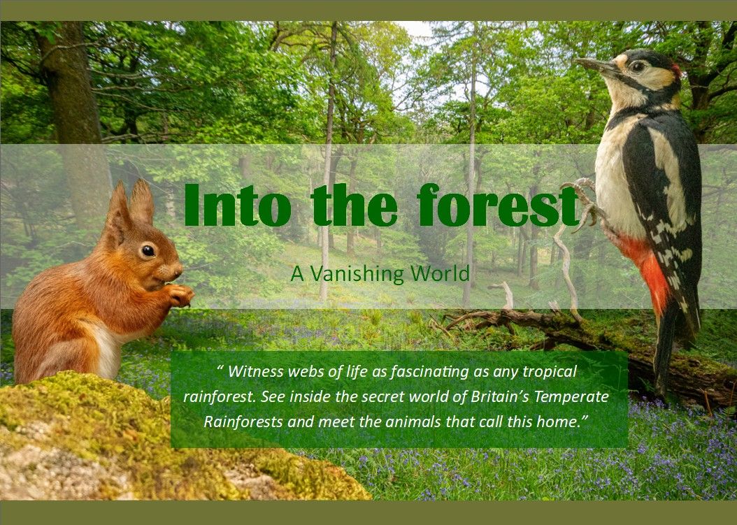 Into the Forest Film Cover.jpg