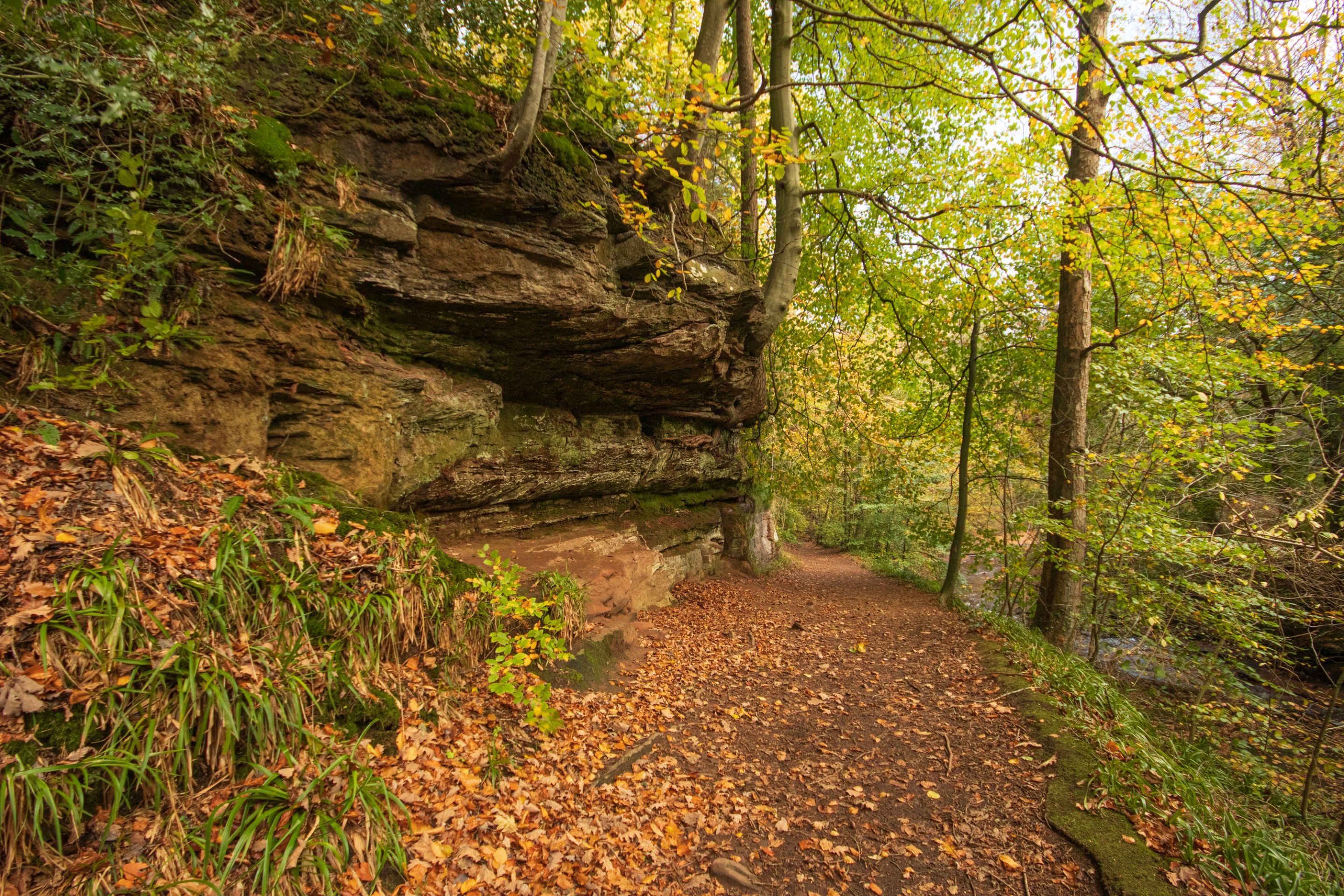 28th October 2022 _Ancient Woodland _Gelt Wood  _03.jpeg