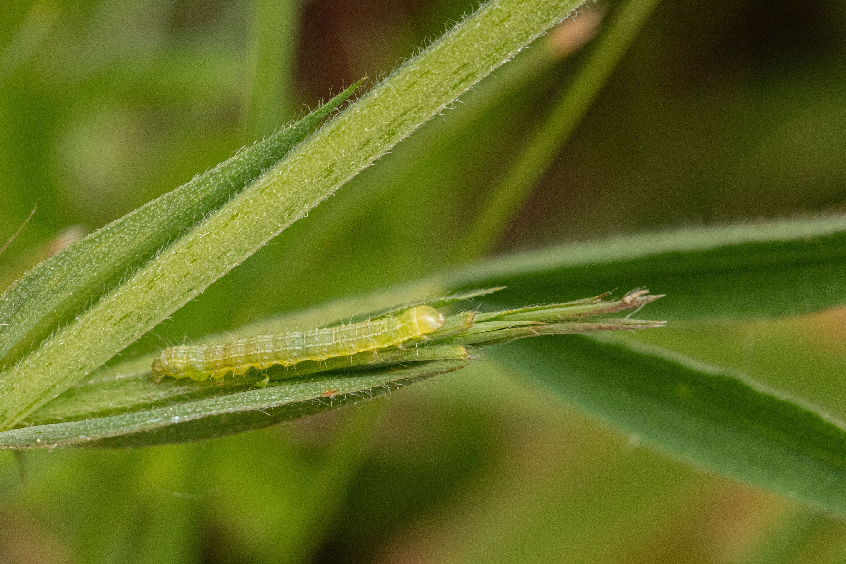 28th May 2023 _Caterpillar  _Chamber's Farm Woods _02.jpeg