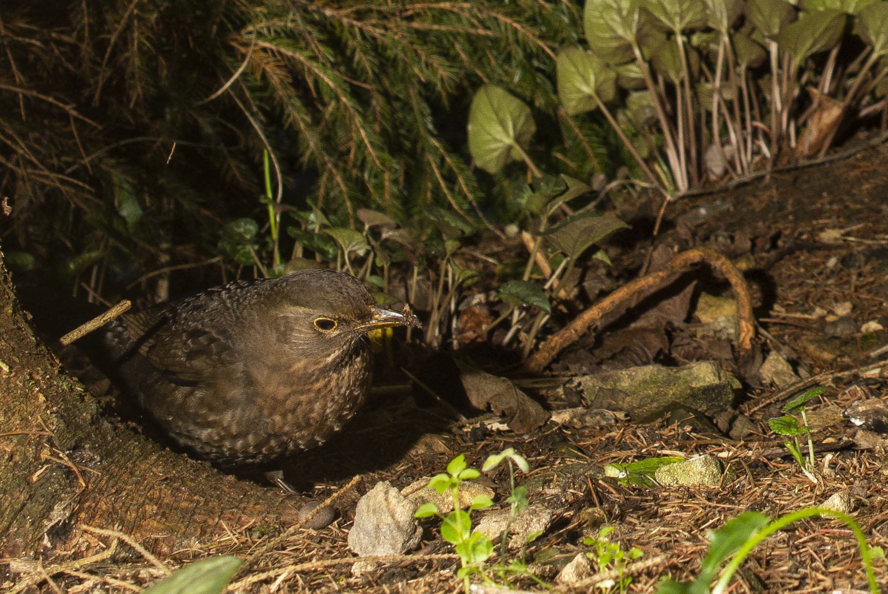 December 2018 _ Blackbird _In the Garden_ 03.jpg