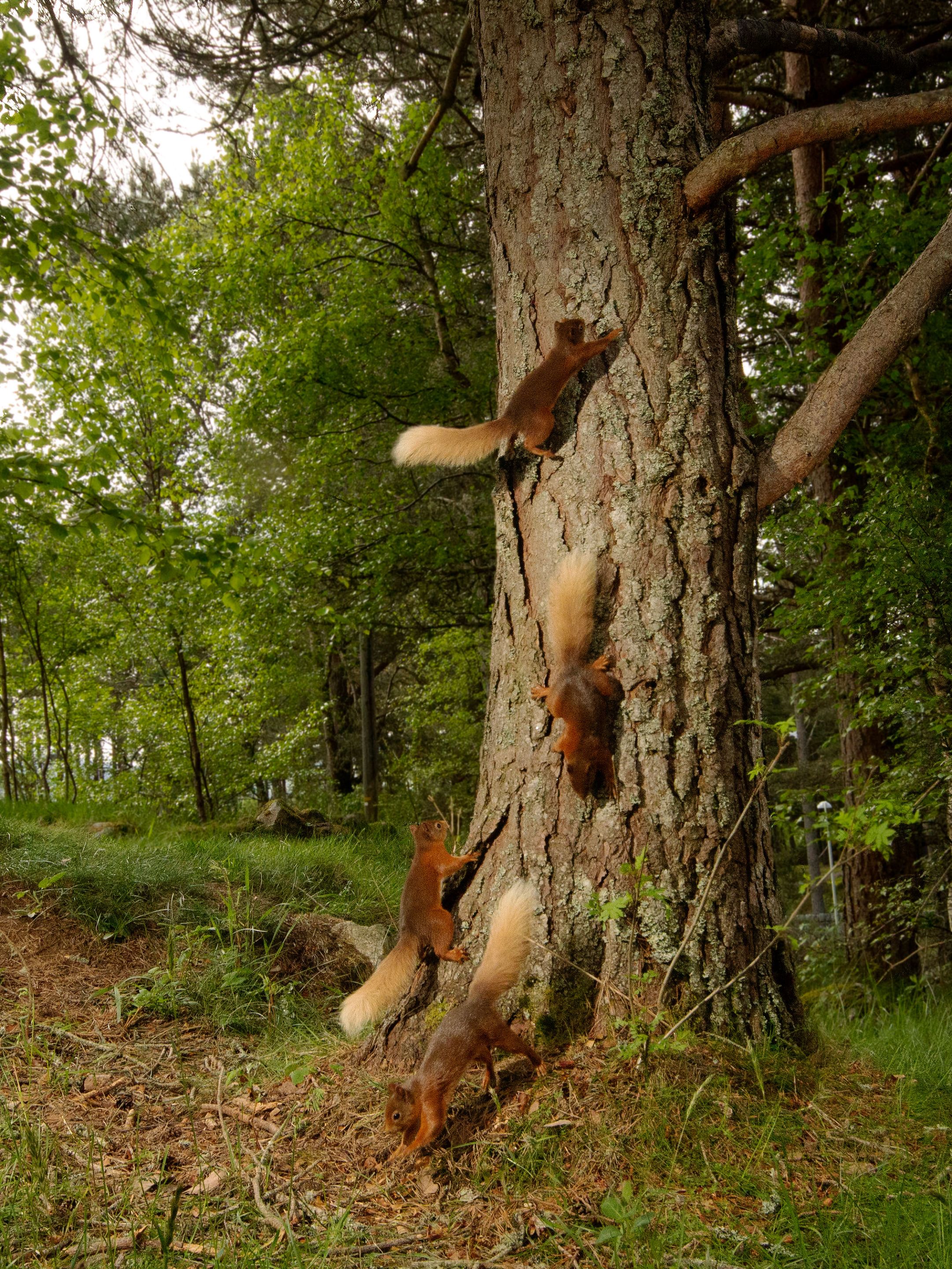 Red Squirrel Composite_ Cropped-Edited_ 1.jpeg