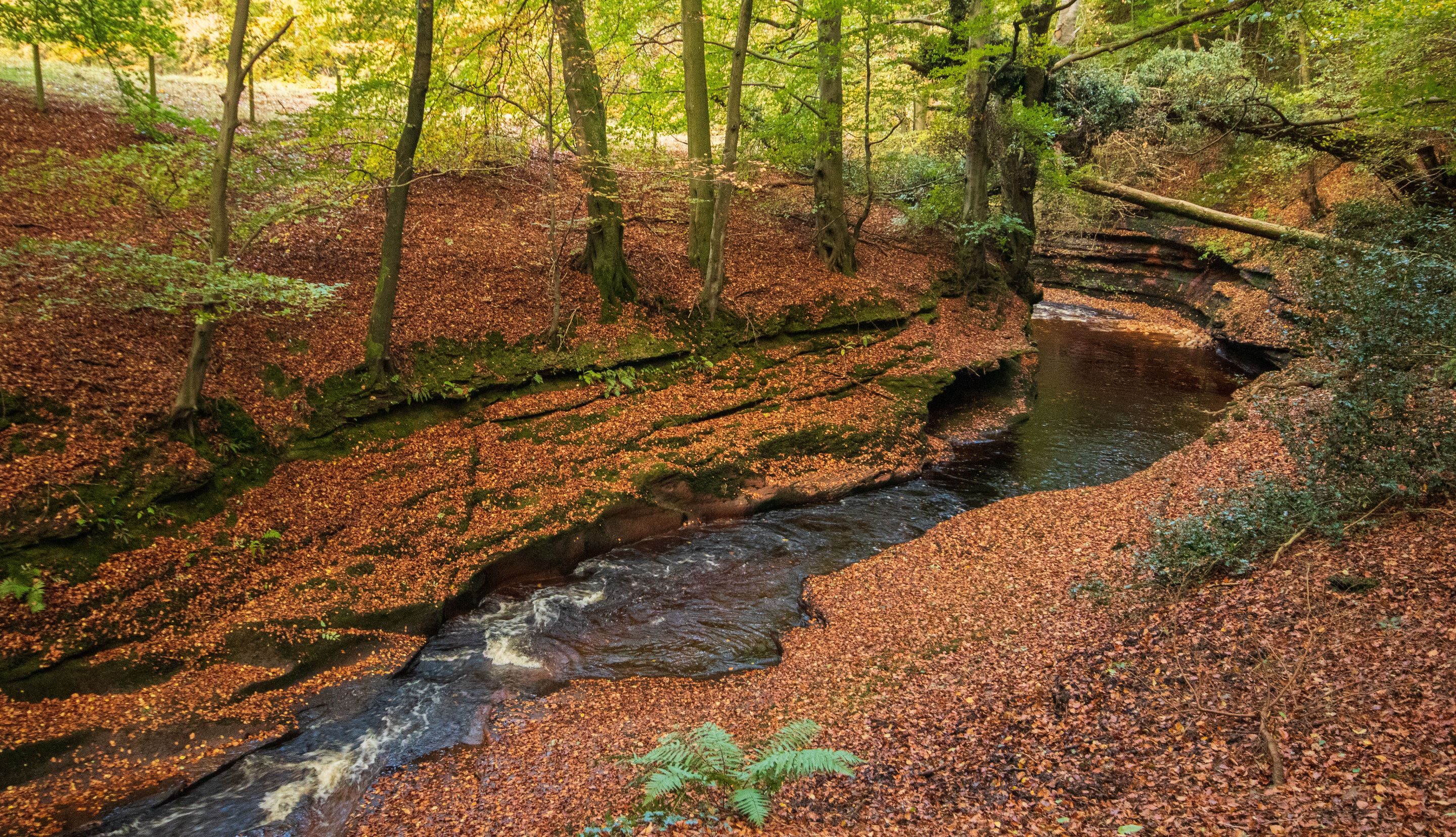 28th October 2022 _Ancient Woodland _Gelt Wood  _02.jpeg