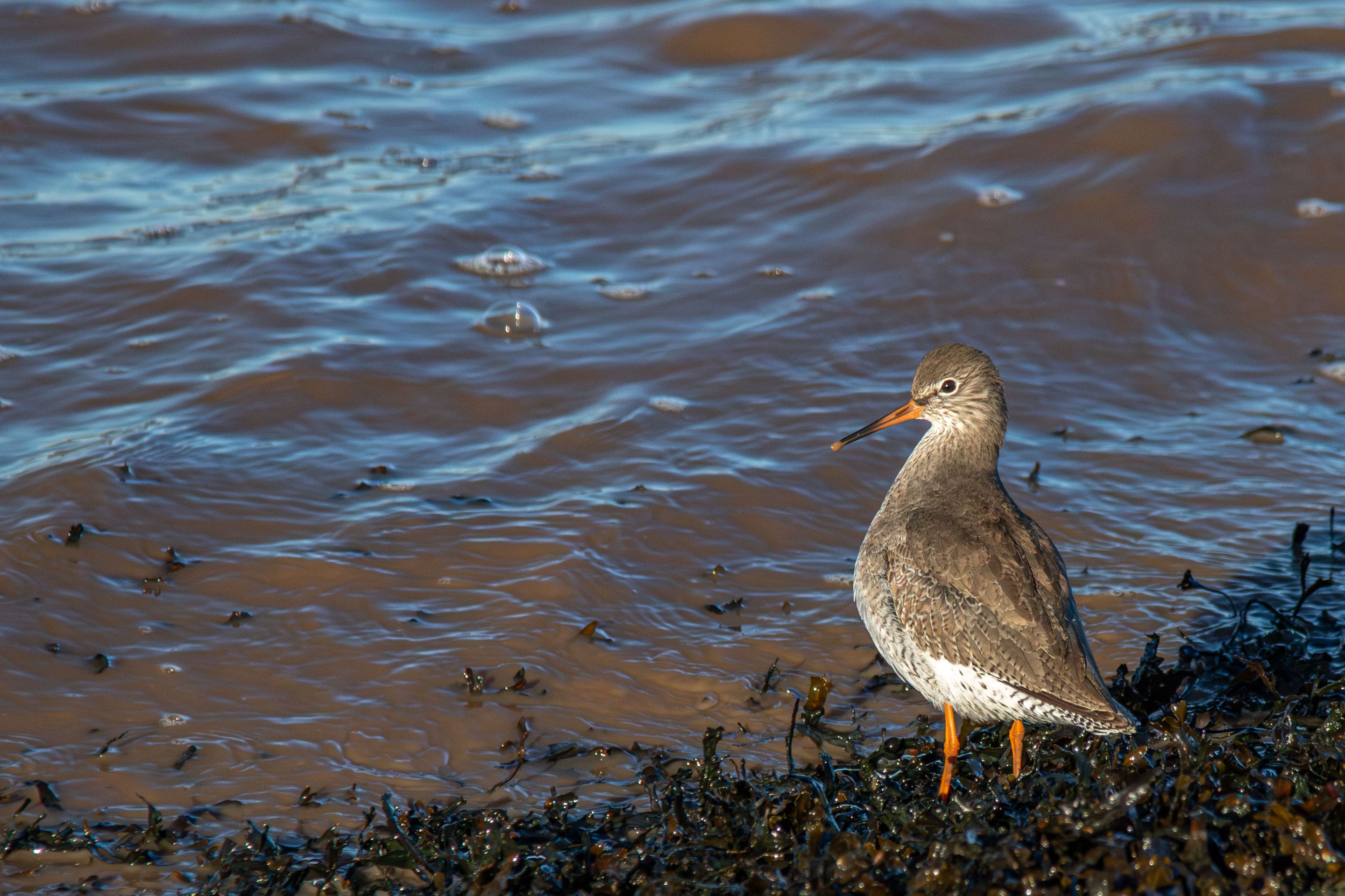17th January 2024_ Redshank _Far Ings _03.jpg