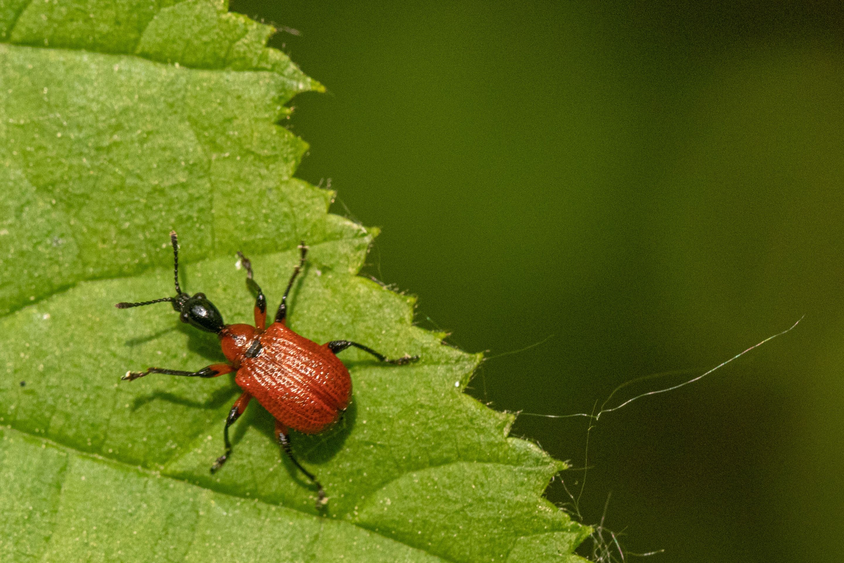 28th May 2023 _Hazel Leaf-roller Weevil  _Chamber farm Woods _03.jpeg