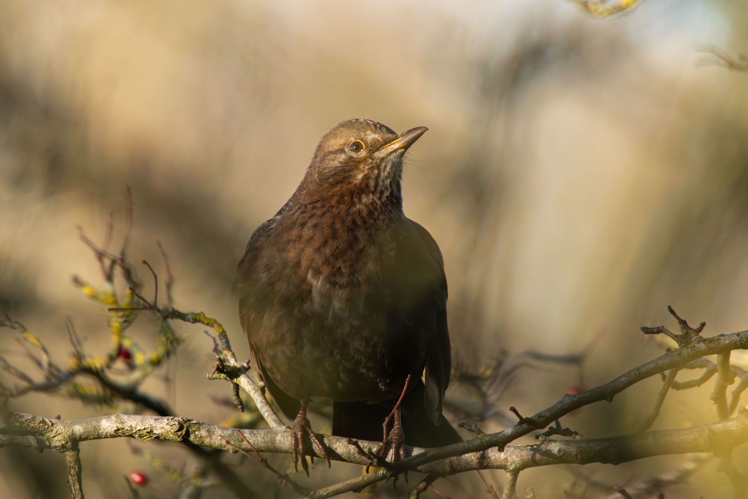 17th January 2024_ Blackbird _Far Ings _01.jpg