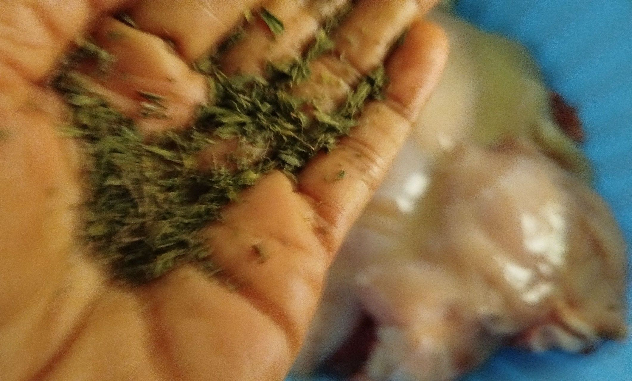 po1.jpg