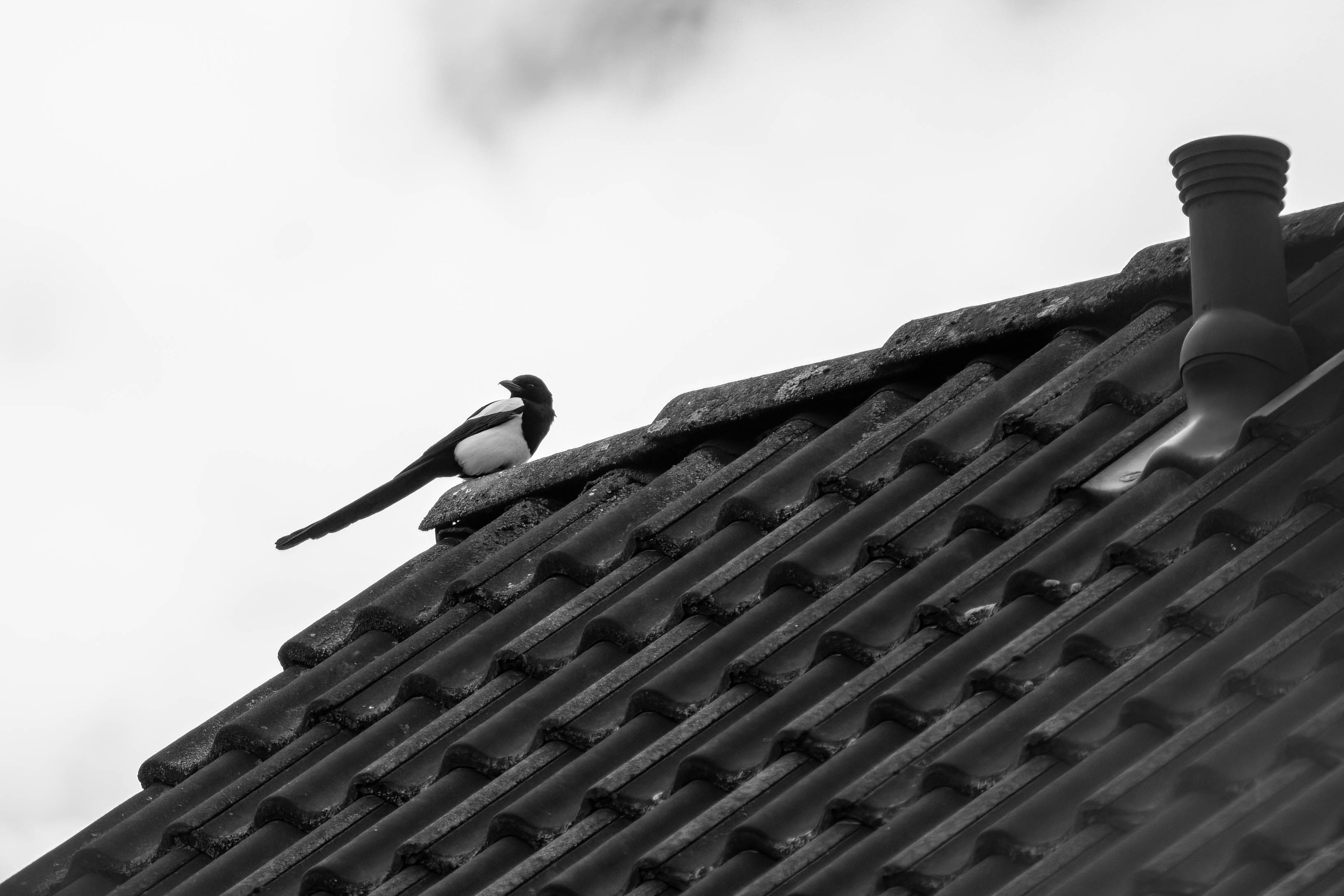 Elster_001_280522.jpg