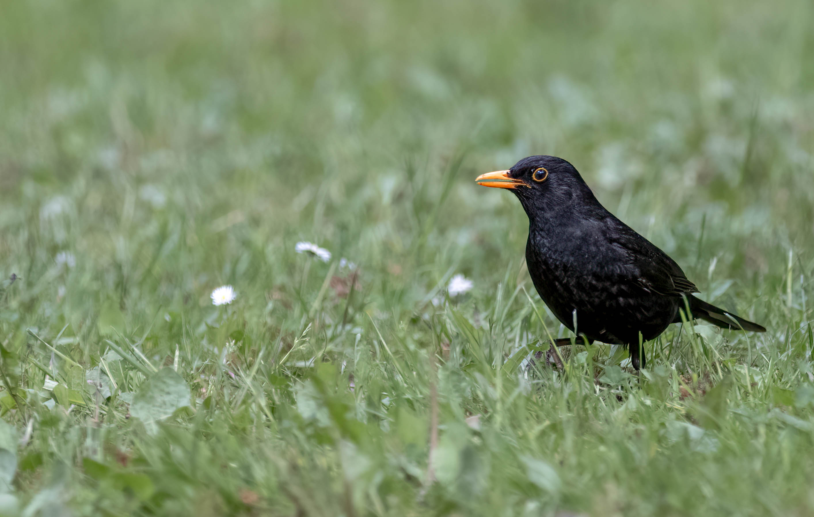 Amsel_001_240522.jpg