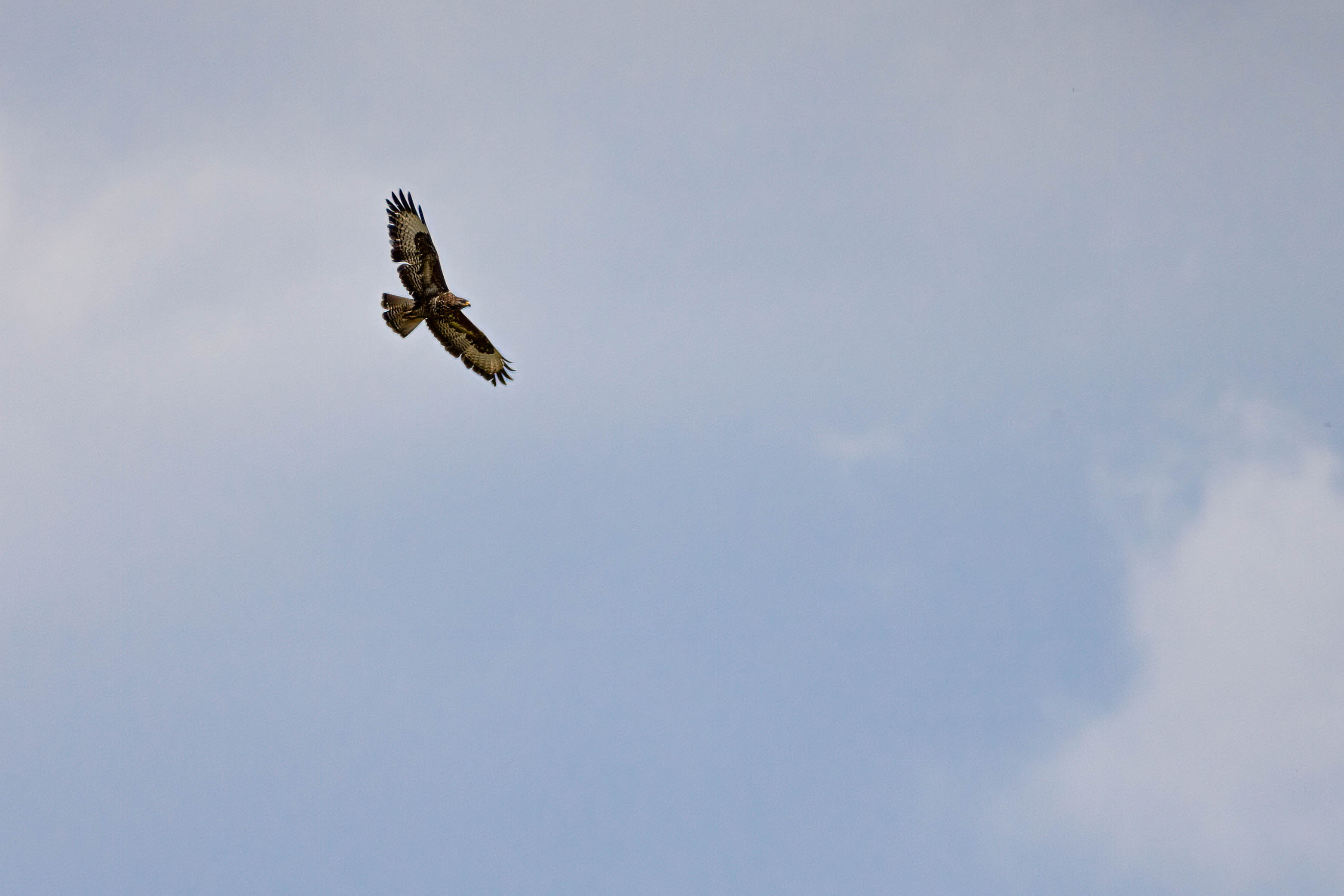Mäusebussard_001_250622.jpg