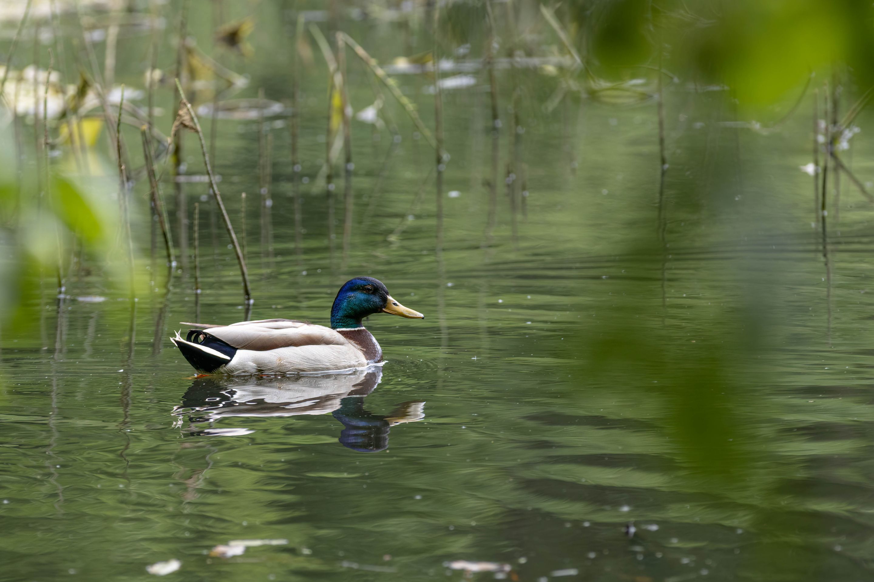 Stockente_001_290522.jpg