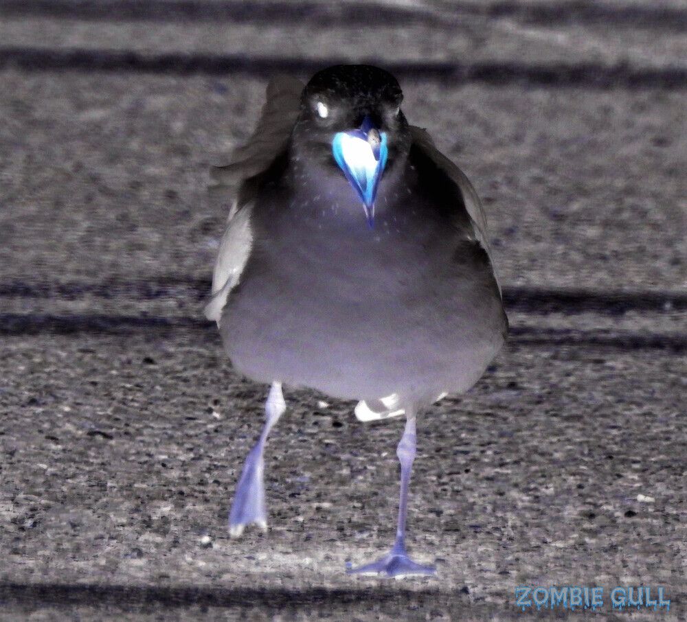 smapopenbeak5-31-2022-6ok1.jpg