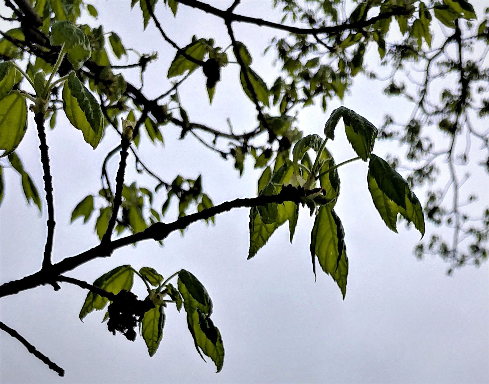 treetuesday5-4-2021-14ok.jpg