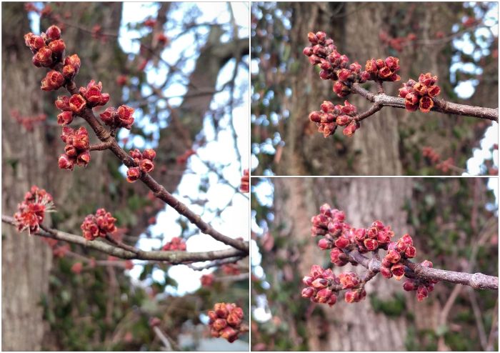 treetuesday5-4-2021-1ok.jpg