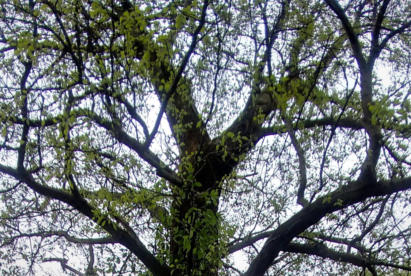 treetuesday5-4-2021-17ok.jpg